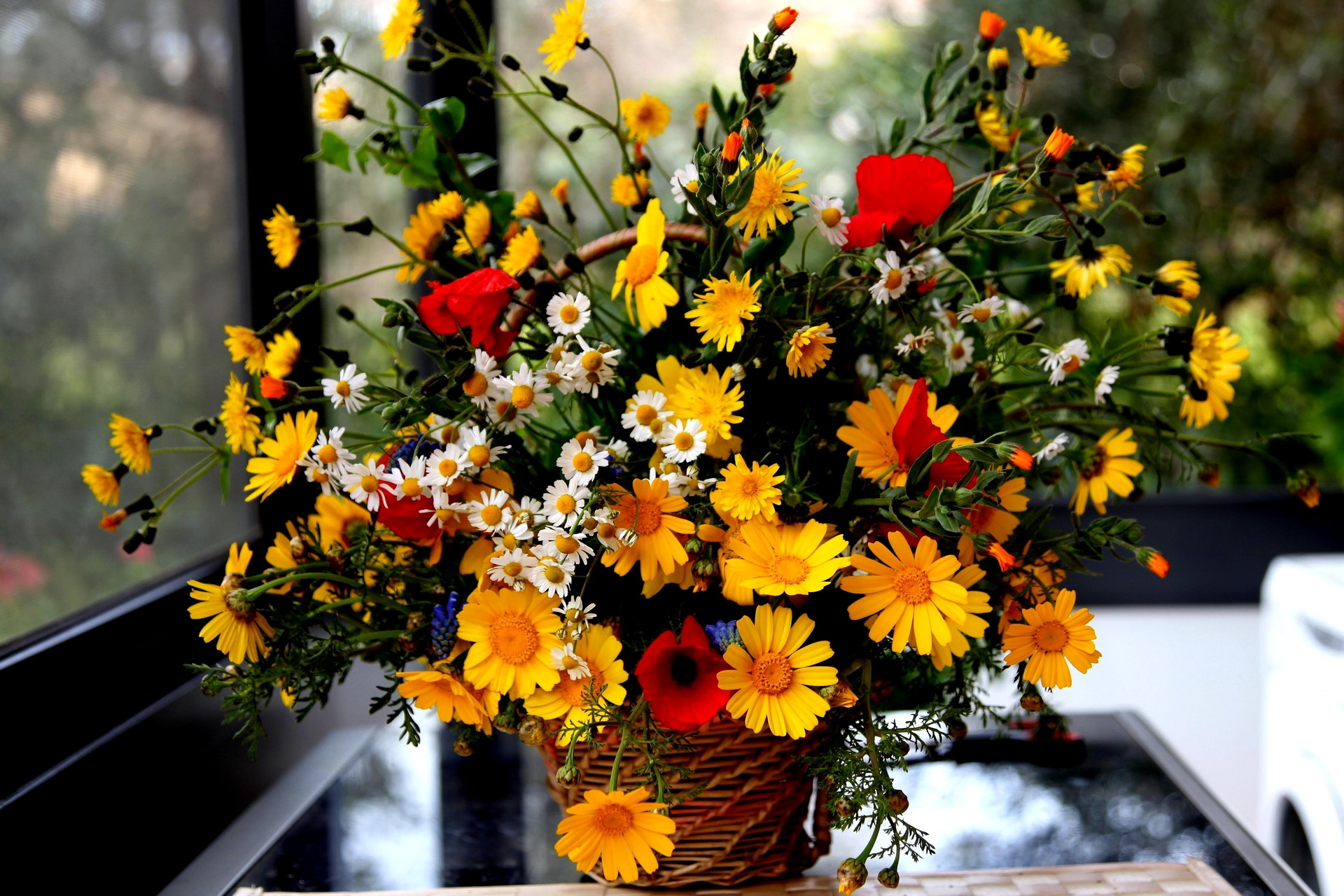Laden Sie das Blume, Fotografie, Stillleben-Bild kostenlos auf Ihren PC-Desktop herunter