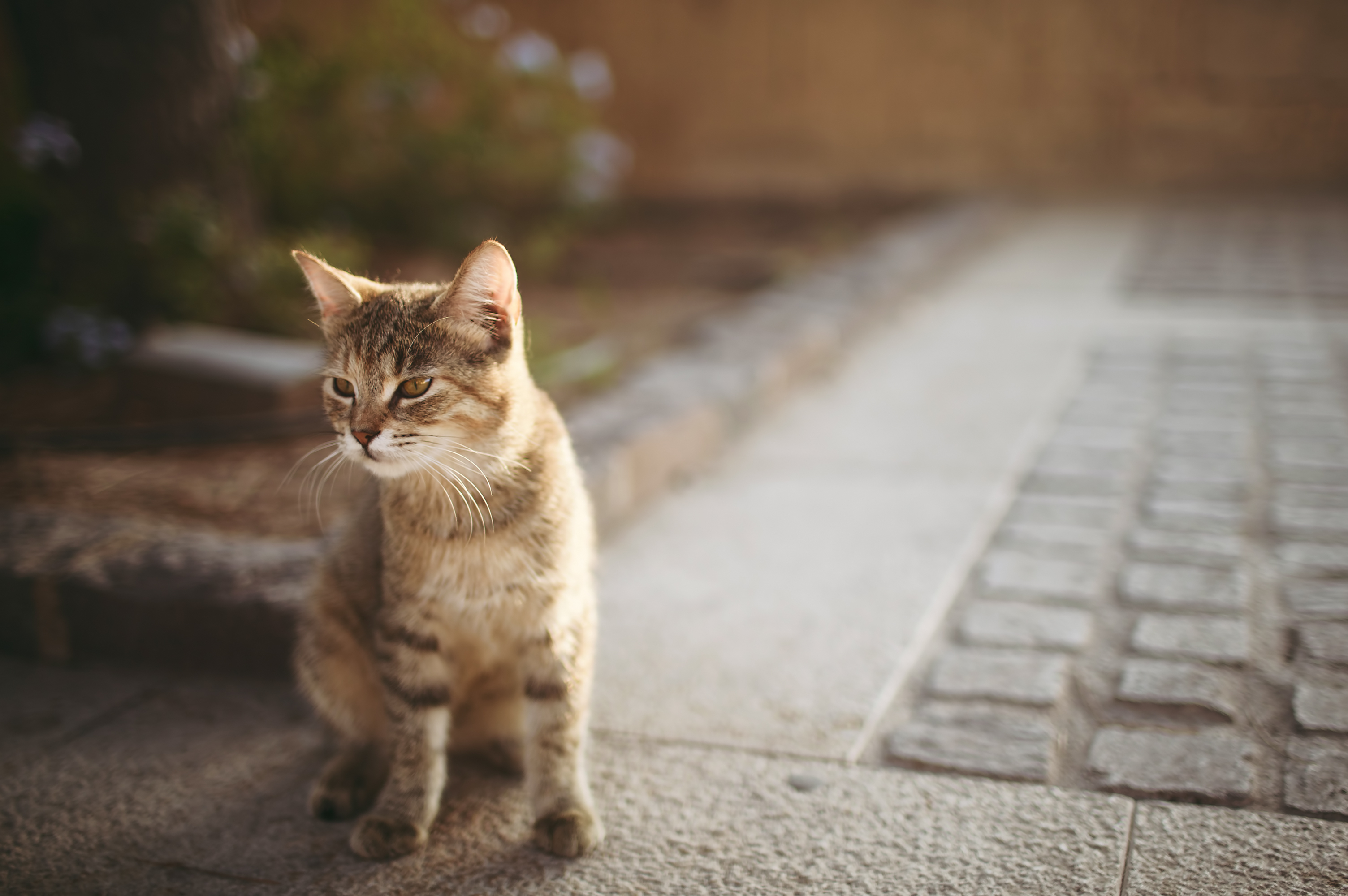 無料モバイル壁紙ネコ, 猫, 動物をダウンロードします。