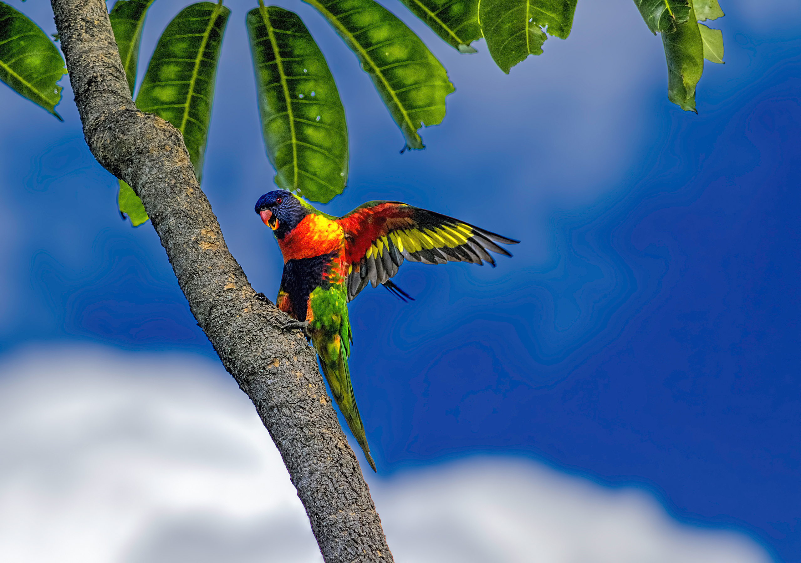 381784 скачать обои попугай, животные, радужный лорикет, птицы, красочный, цвета, пальмы, дерево - заставки и картинки бесплатно