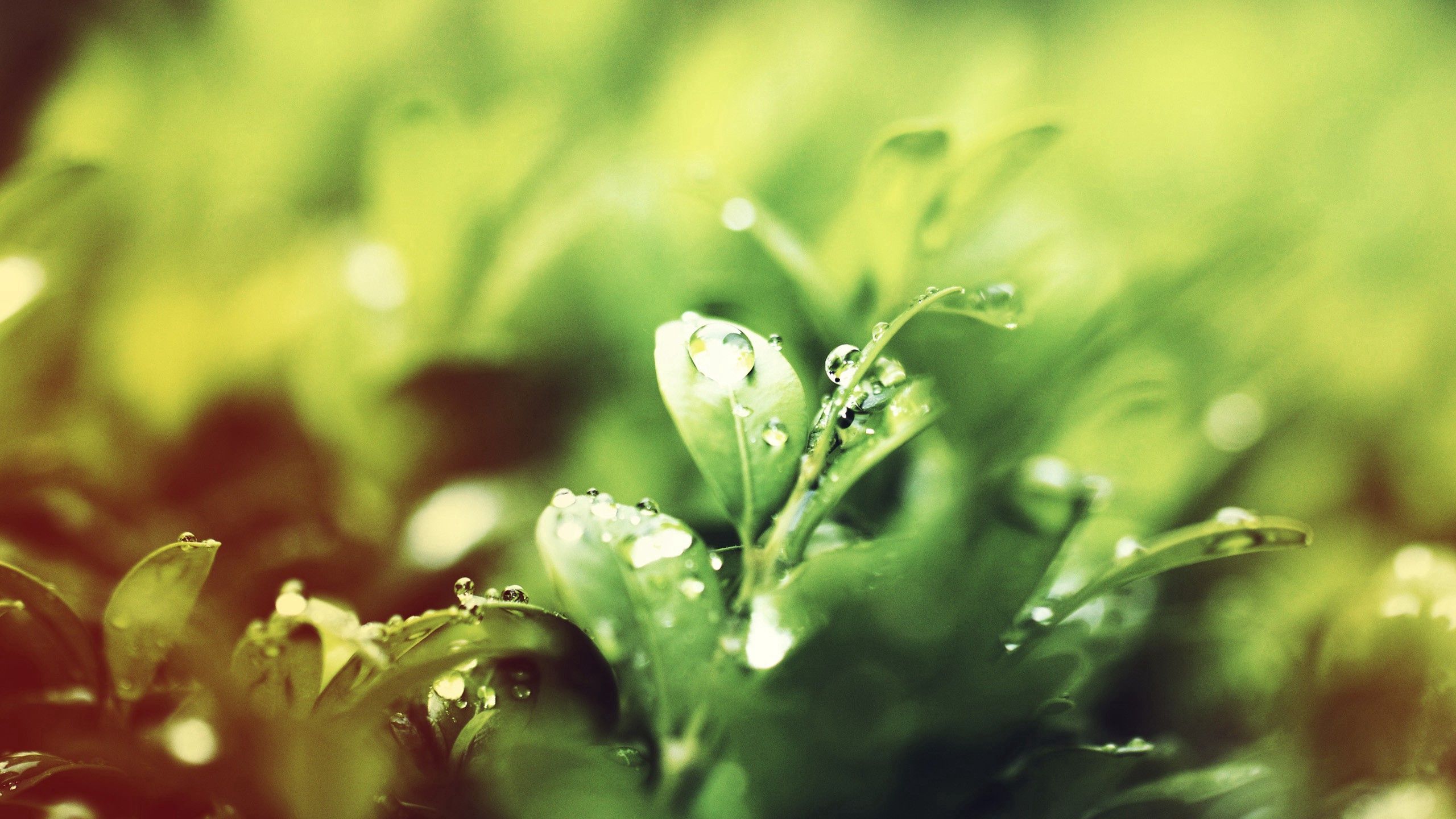 Laden Sie das Grass, Drops, Makro, Blendung, Scheinen, Licht, Schatten, Regen-Bild kostenlos auf Ihren PC-Desktop herunter