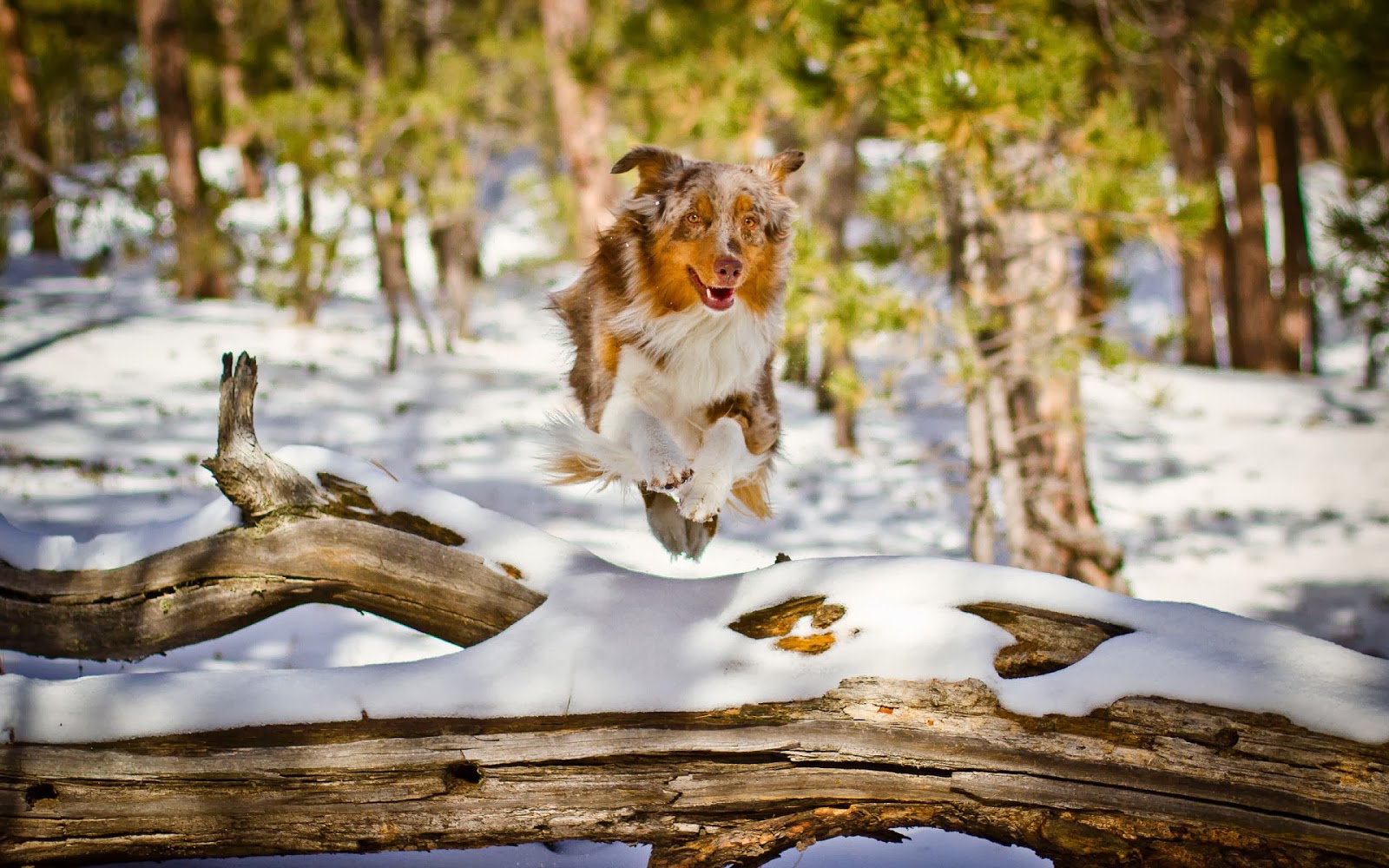Download mobile wallpaper Winter, Dogs, Snow, Dog, Animal, Australian Shepherd, Running, Depth Of Field for free.
