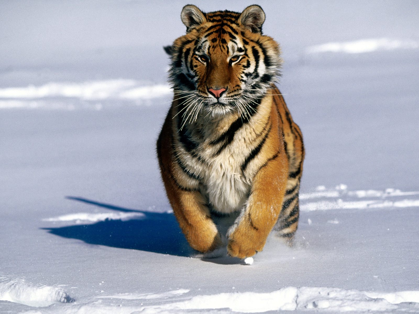 Free download wallpaper Cats, Tiger, Animal on your PC desktop