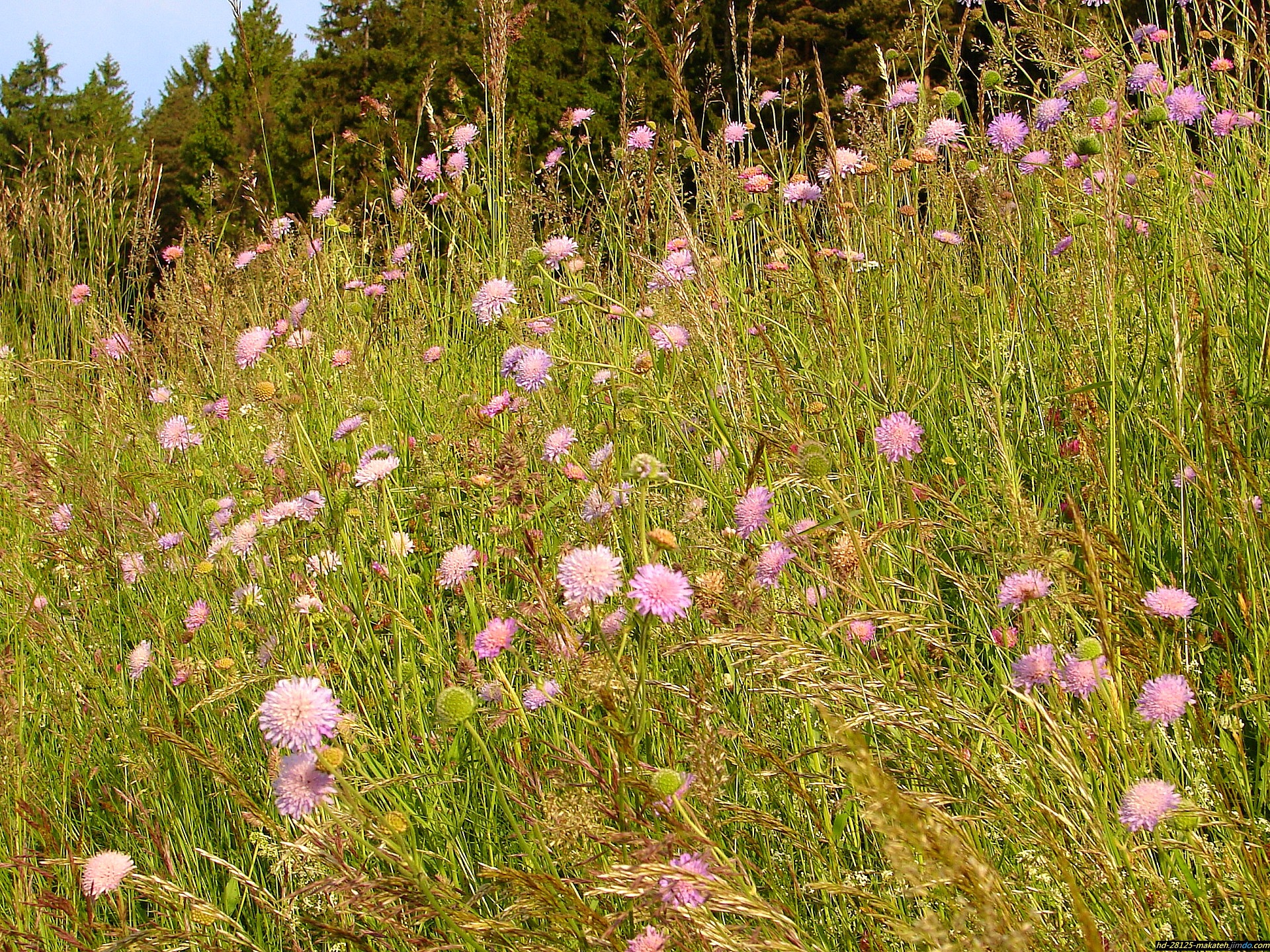 Descarga gratis la imagen Flores, Naturaleza, Flor, Tierra/naturaleza en el escritorio de tu PC