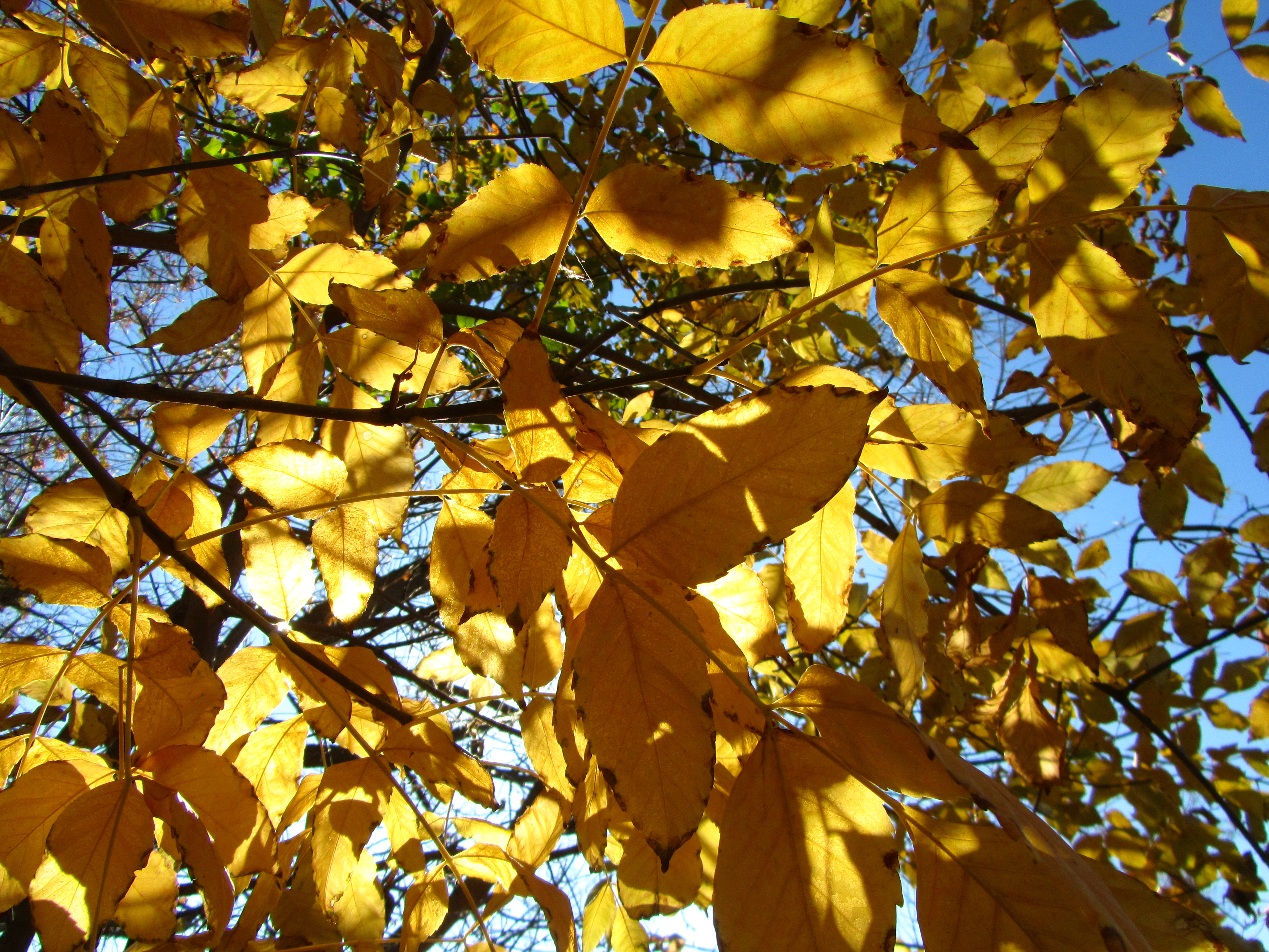 Handy-Wallpaper Blatt, Erde/natur kostenlos herunterladen.