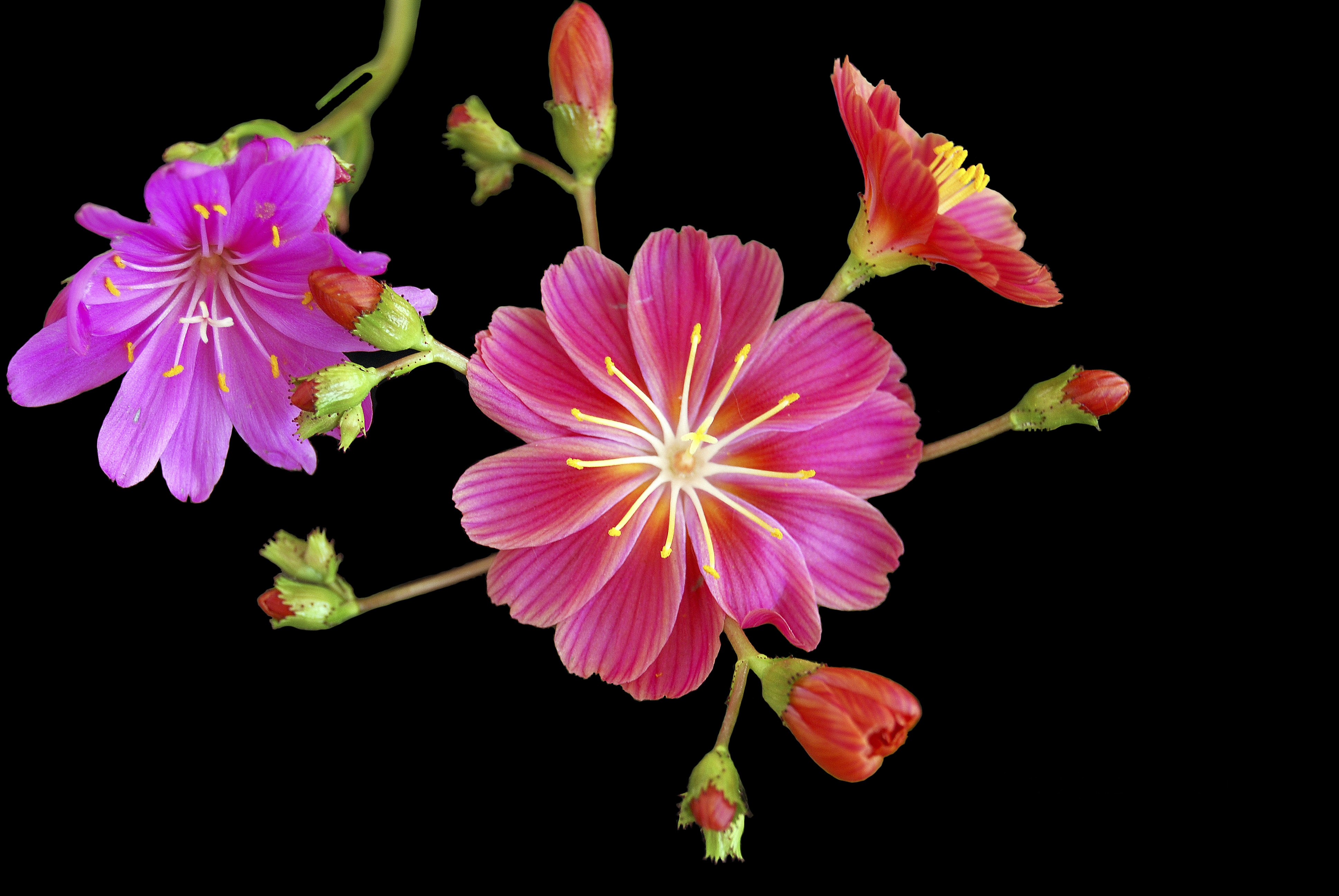 Скачати мобільні шпалери Квітка, Земля, Фіолетова Квітка, Рожева Квітка, Флауерзи безкоштовно.
