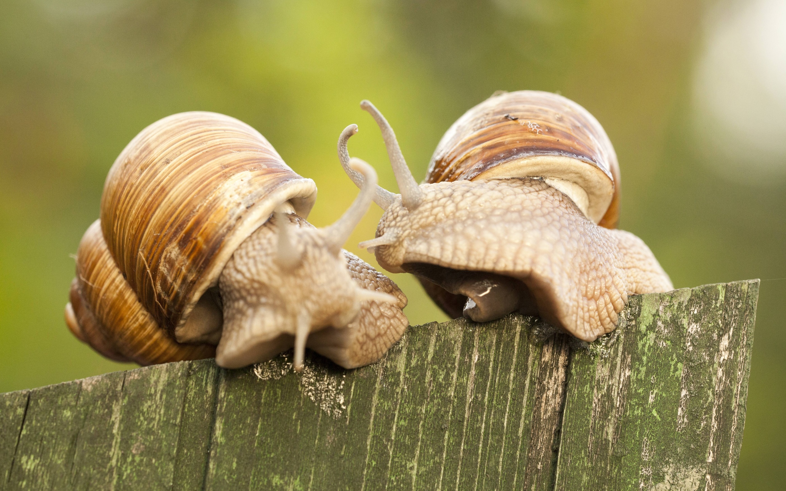 snail, animal download HD wallpaper