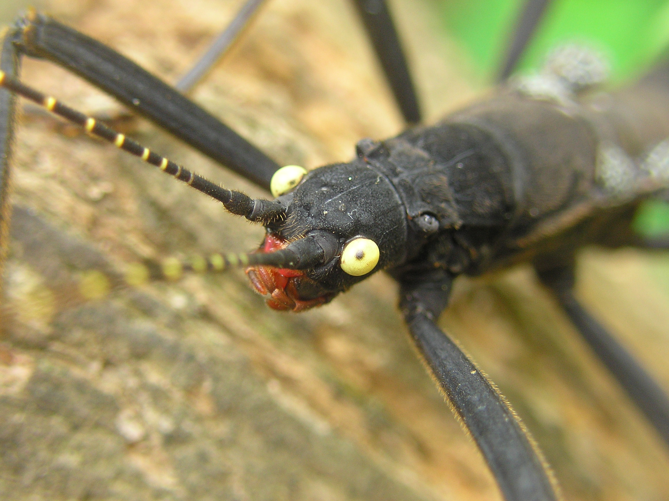 Téléchargez gratuitement l'image Animaux, Insecte sur le bureau de votre PC