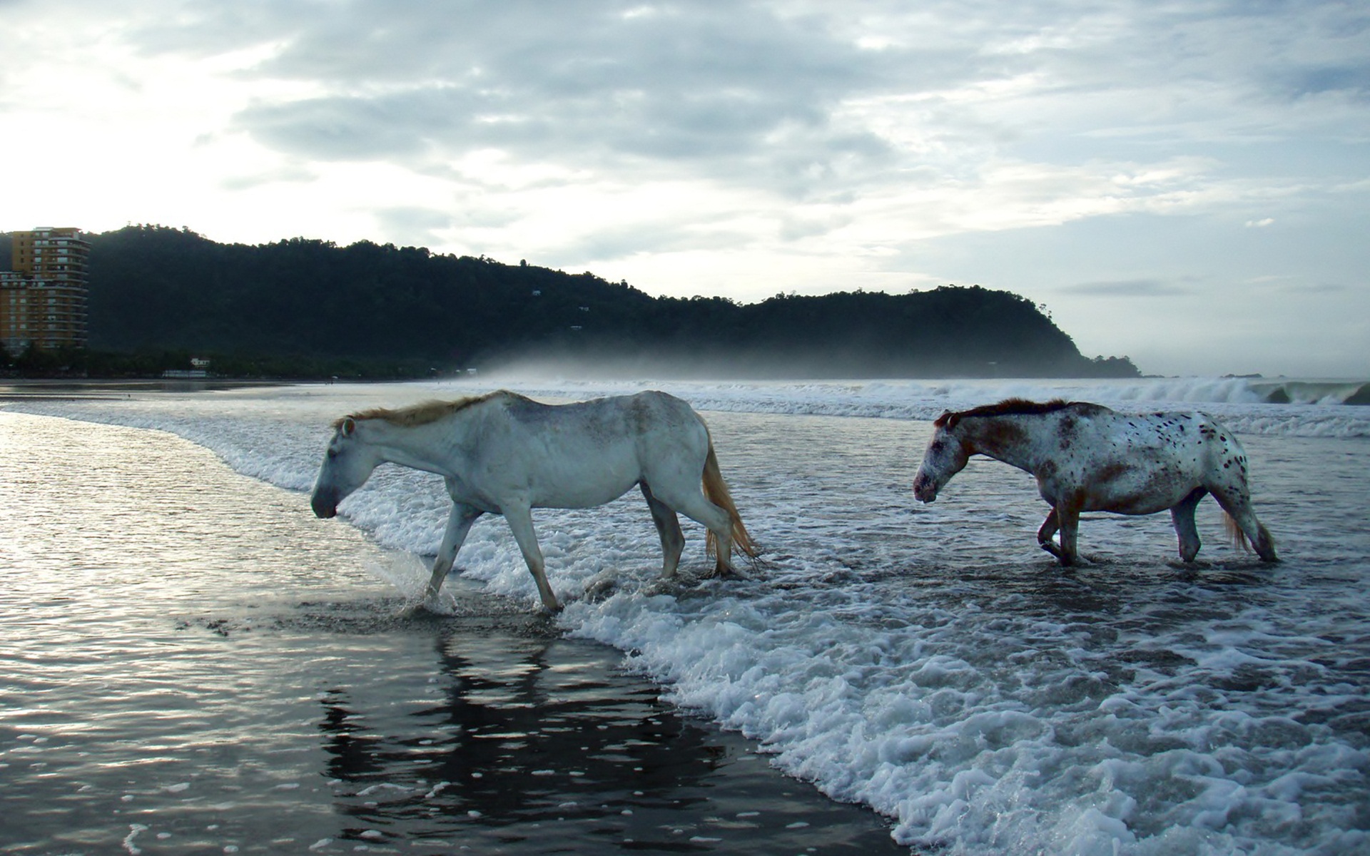 PCデスクトップに動物, 馬画像を無料でダウンロード