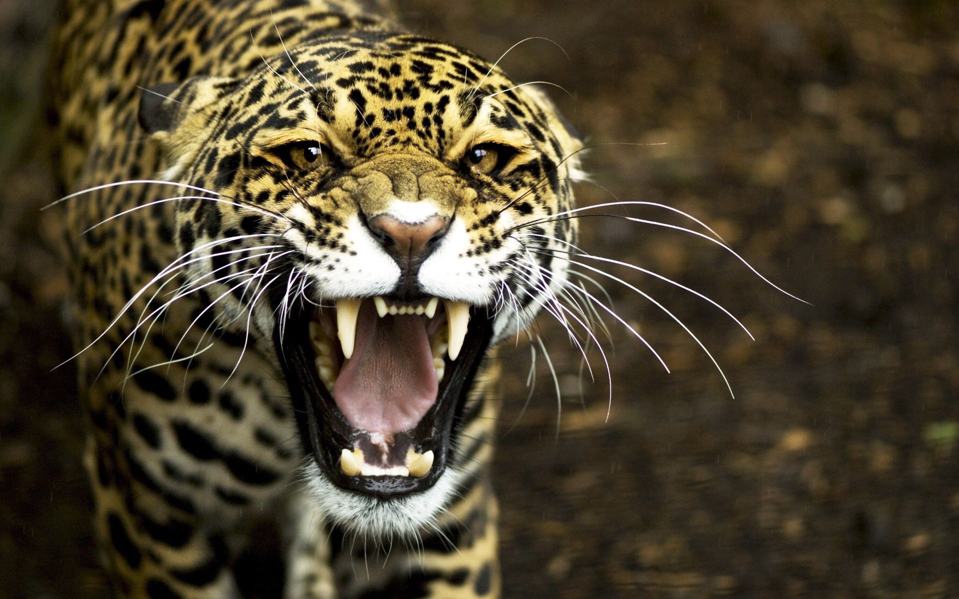 muzzle, animals, jaguar, aggression, grin Full HD