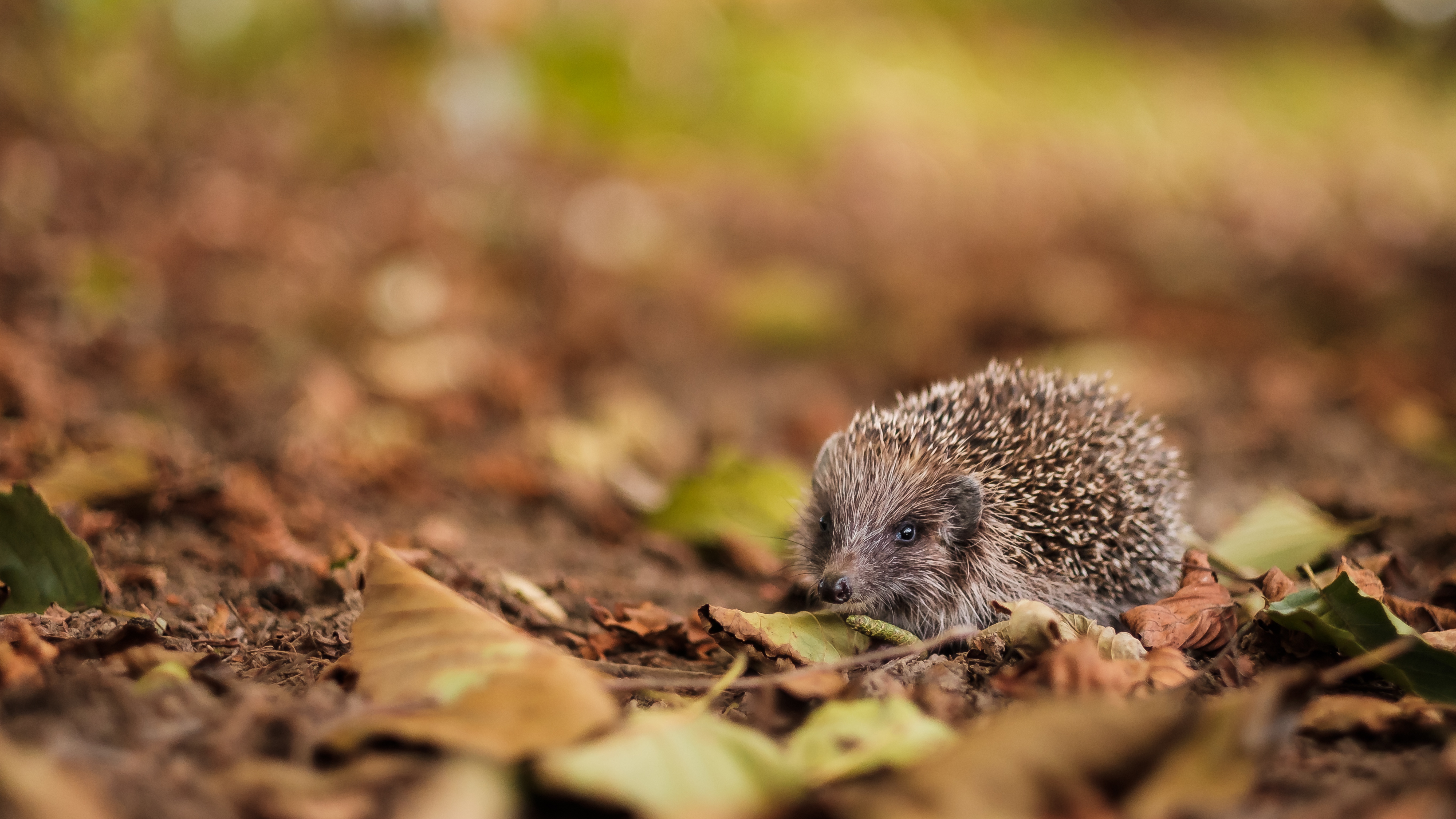 Handy-Wallpaper Tiere, Igel kostenlos herunterladen.