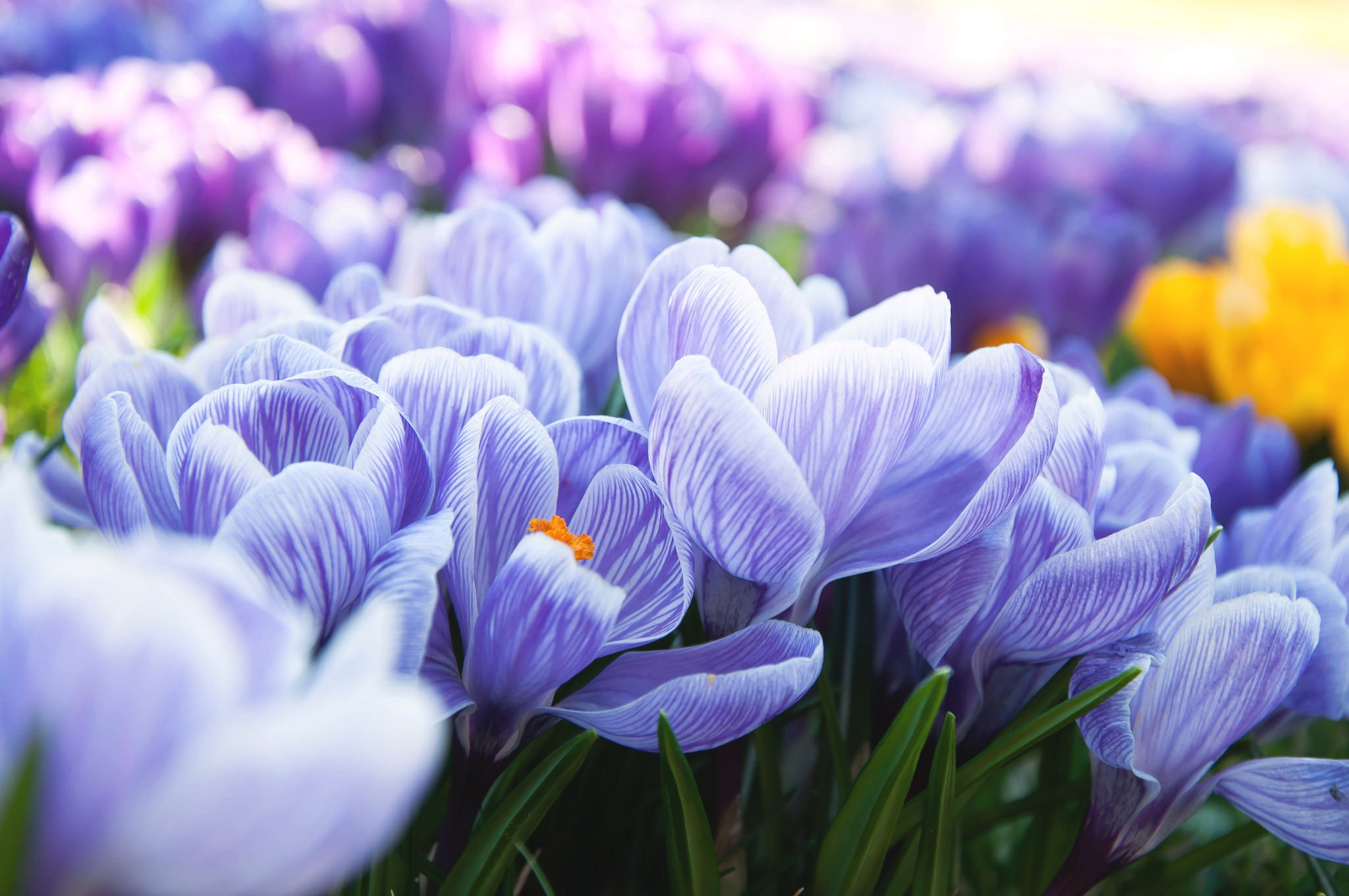 Download mobile wallpaper Nature, Flowers, Flower, Close Up, Earth, Spring, Crocus, Blue Flower for free.