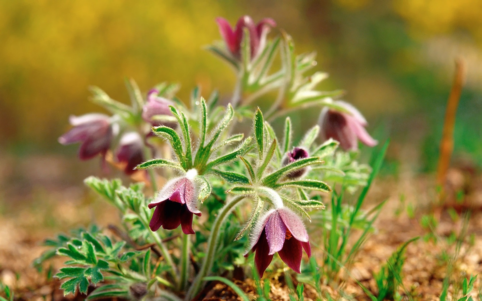 Handy-Wallpaper Blumen, Blume, Erde/natur kostenlos herunterladen.