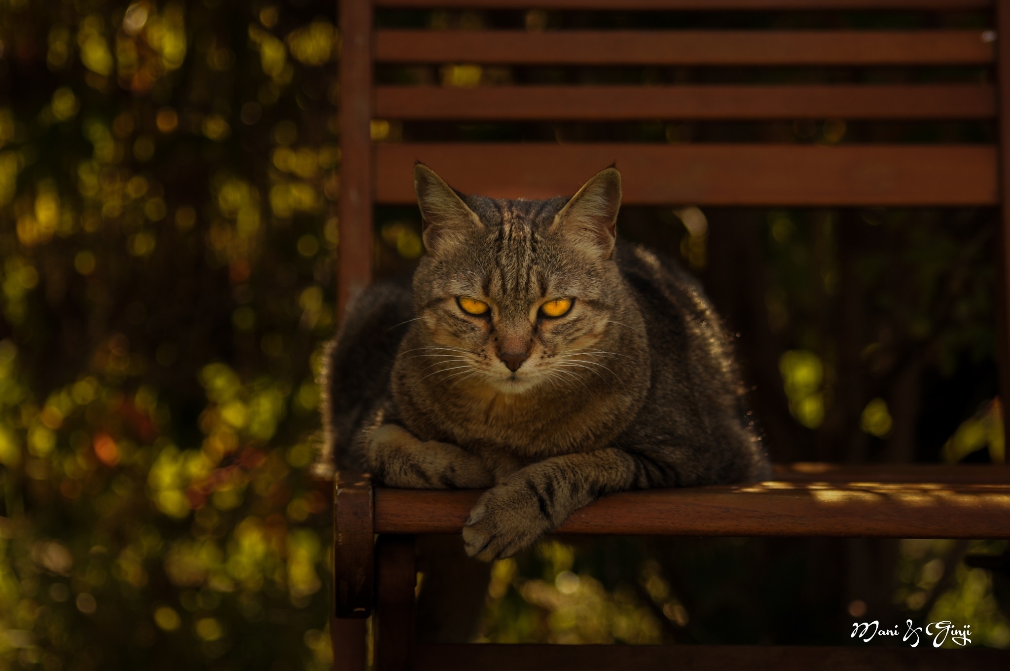 Download mobile wallpaper Bokeh, Bench, Cat, Cats, Animal for free.