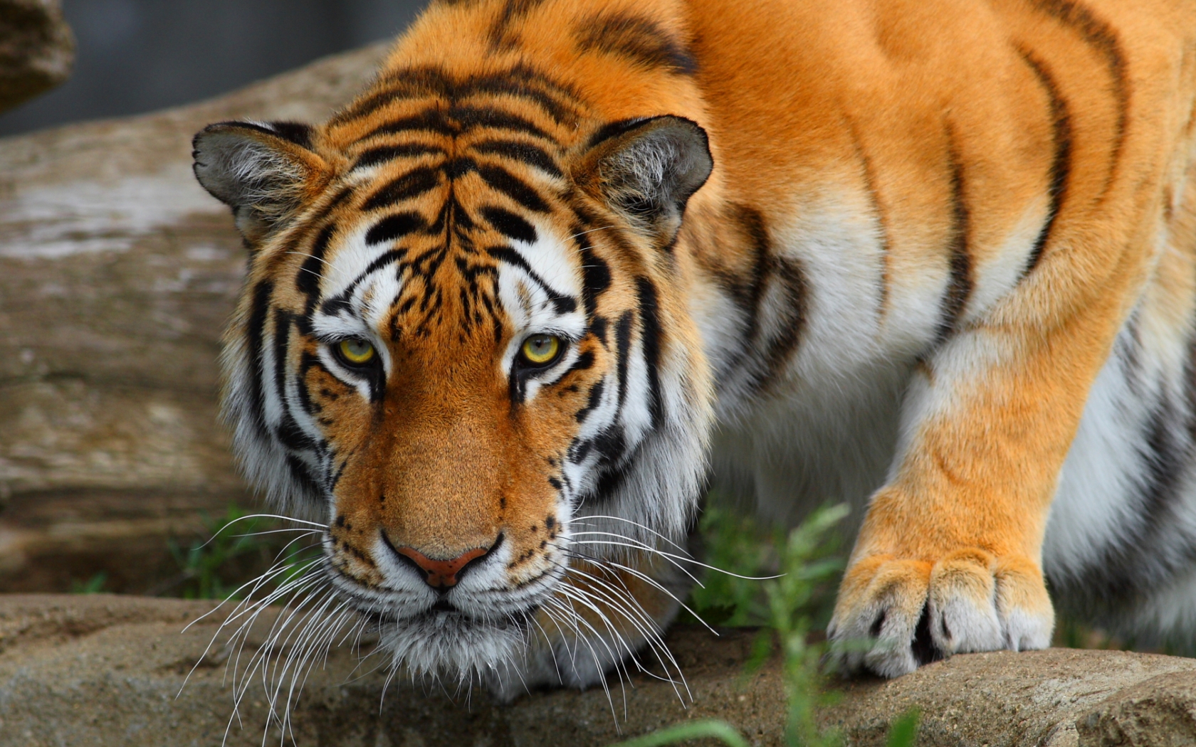 Baixar papel de parede para celular de Animais, Gatos, Tigre gratuito.