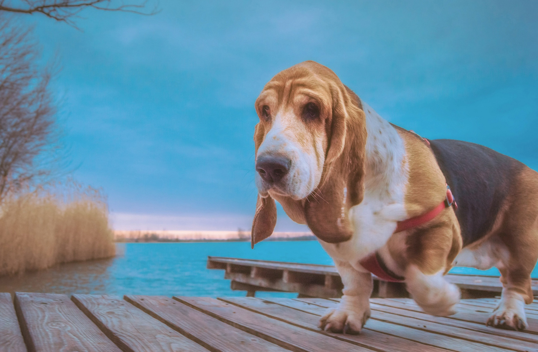 Download mobile wallpaper Dogs, Water, Dog, Animal, Basset Hound for free.