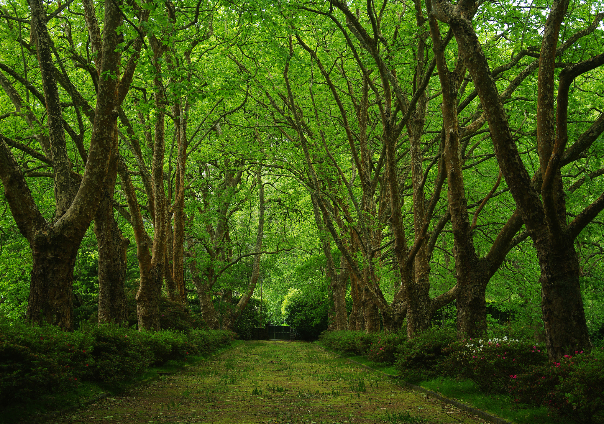 Free download wallpaper Earth, Path, Greenery on your PC desktop