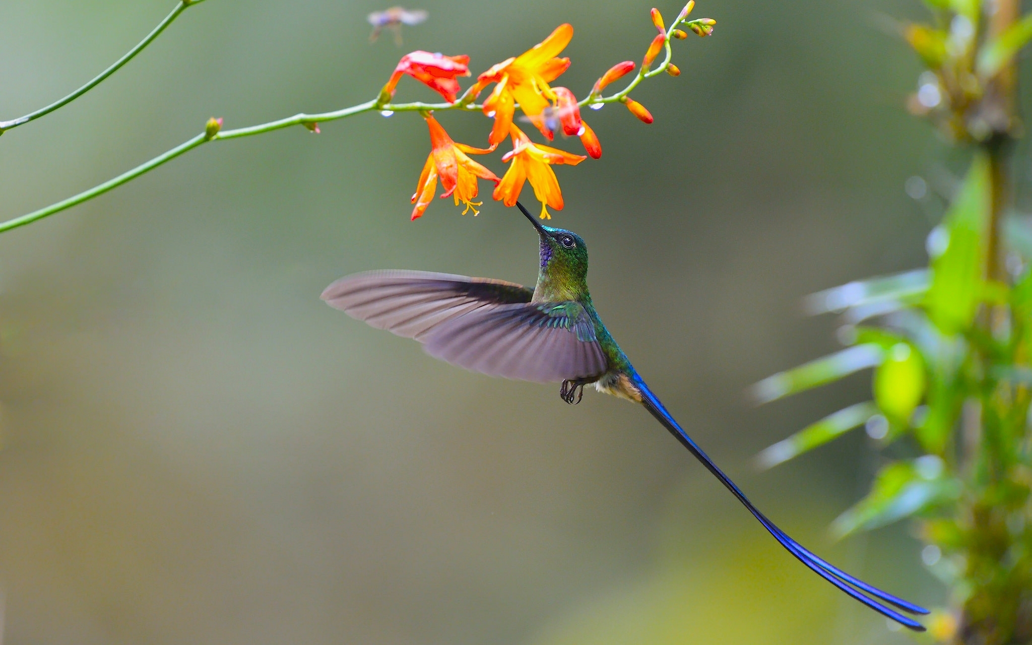 Laden Sie das Tiere, Vögel, Vogel, Kolibri, Orangene Blume-Bild kostenlos auf Ihren PC-Desktop herunter
