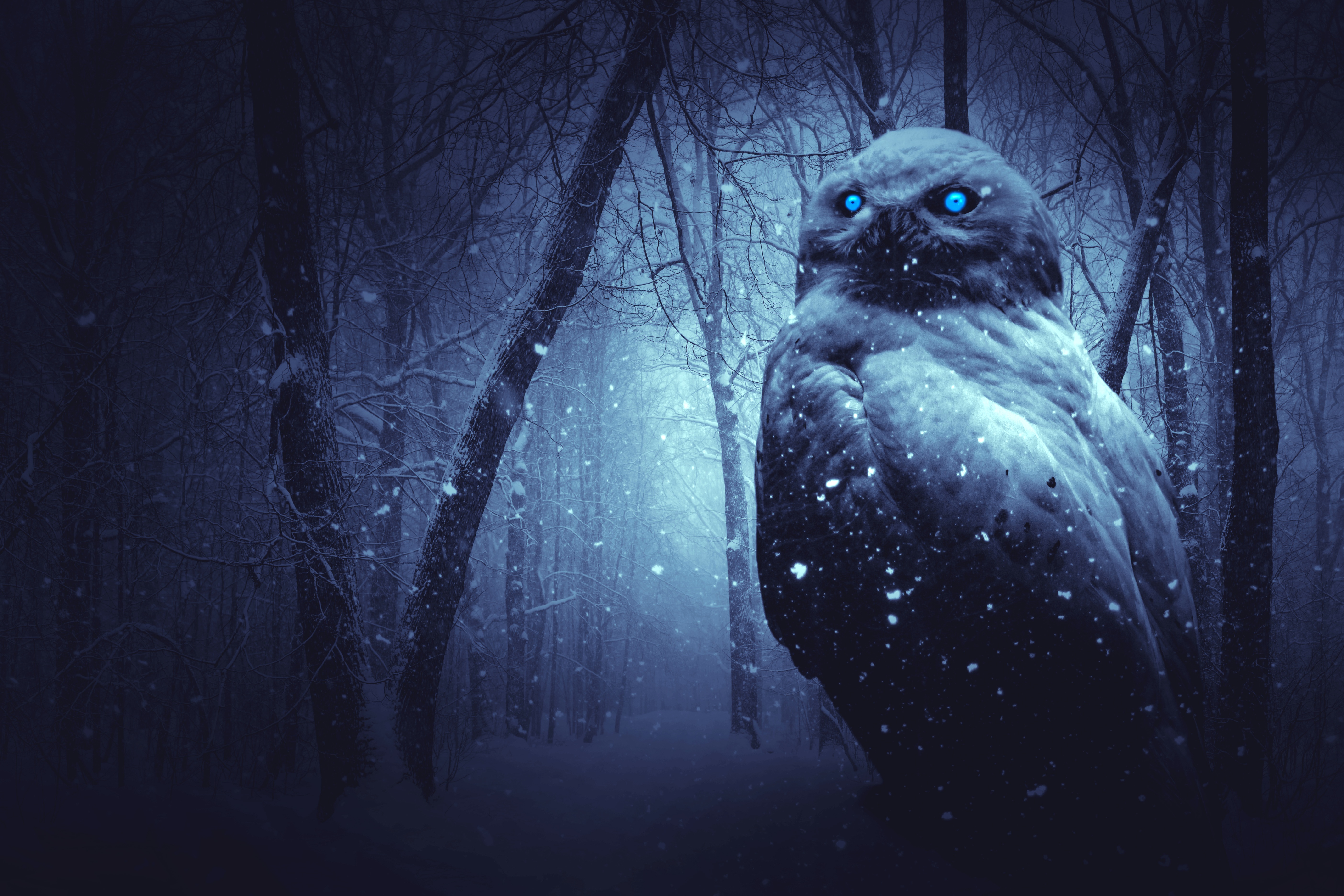 Laden Sie das Fantasie, Eule, Vogel, Wald, Schneefall, Blaue Augen, Fantasietiere-Bild kostenlos auf Ihren PC-Desktop herunter