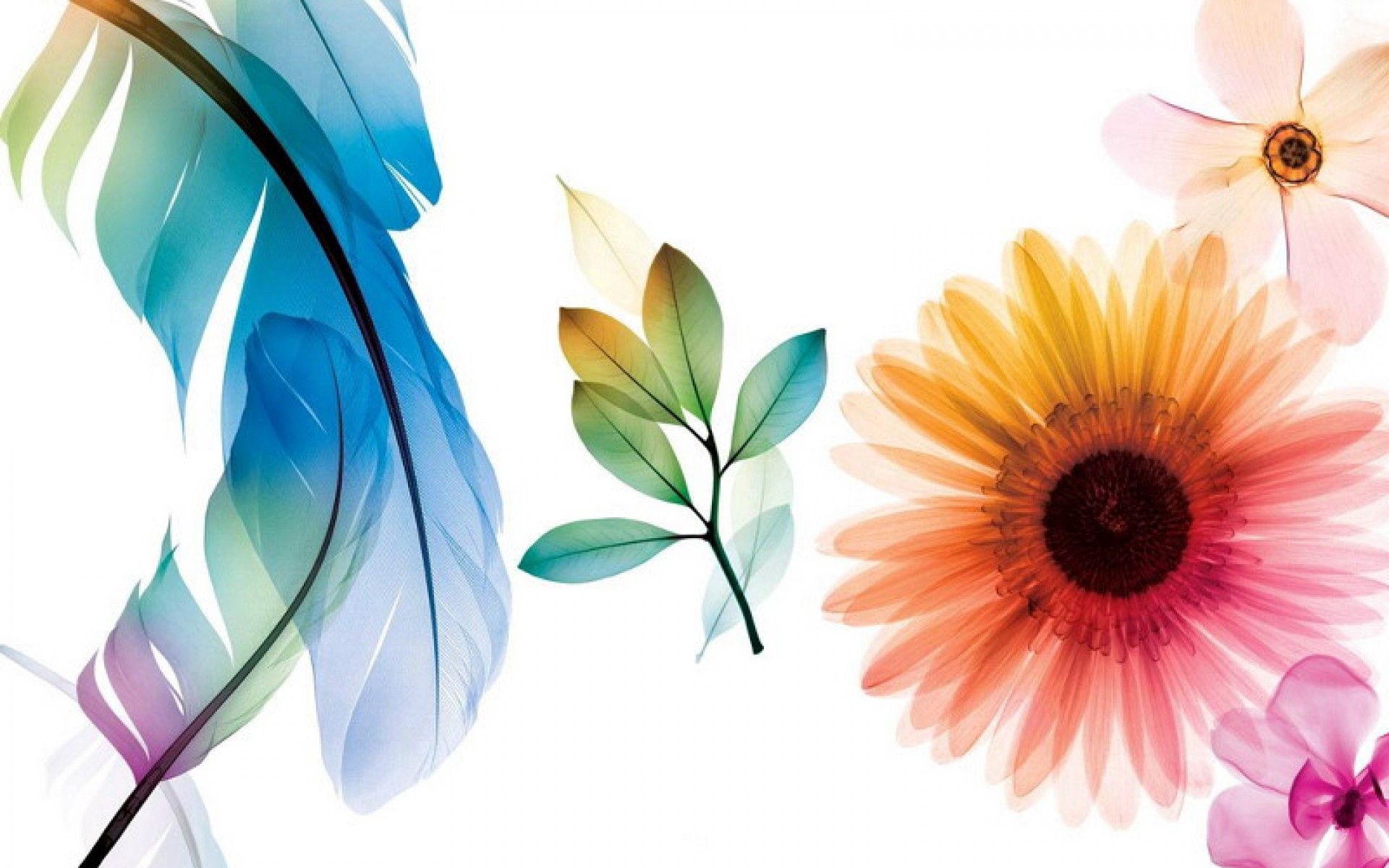 Handy-Wallpaper Blätter, Blume, Farbe, Abstrakt, Hintergrund kostenlos herunterladen.