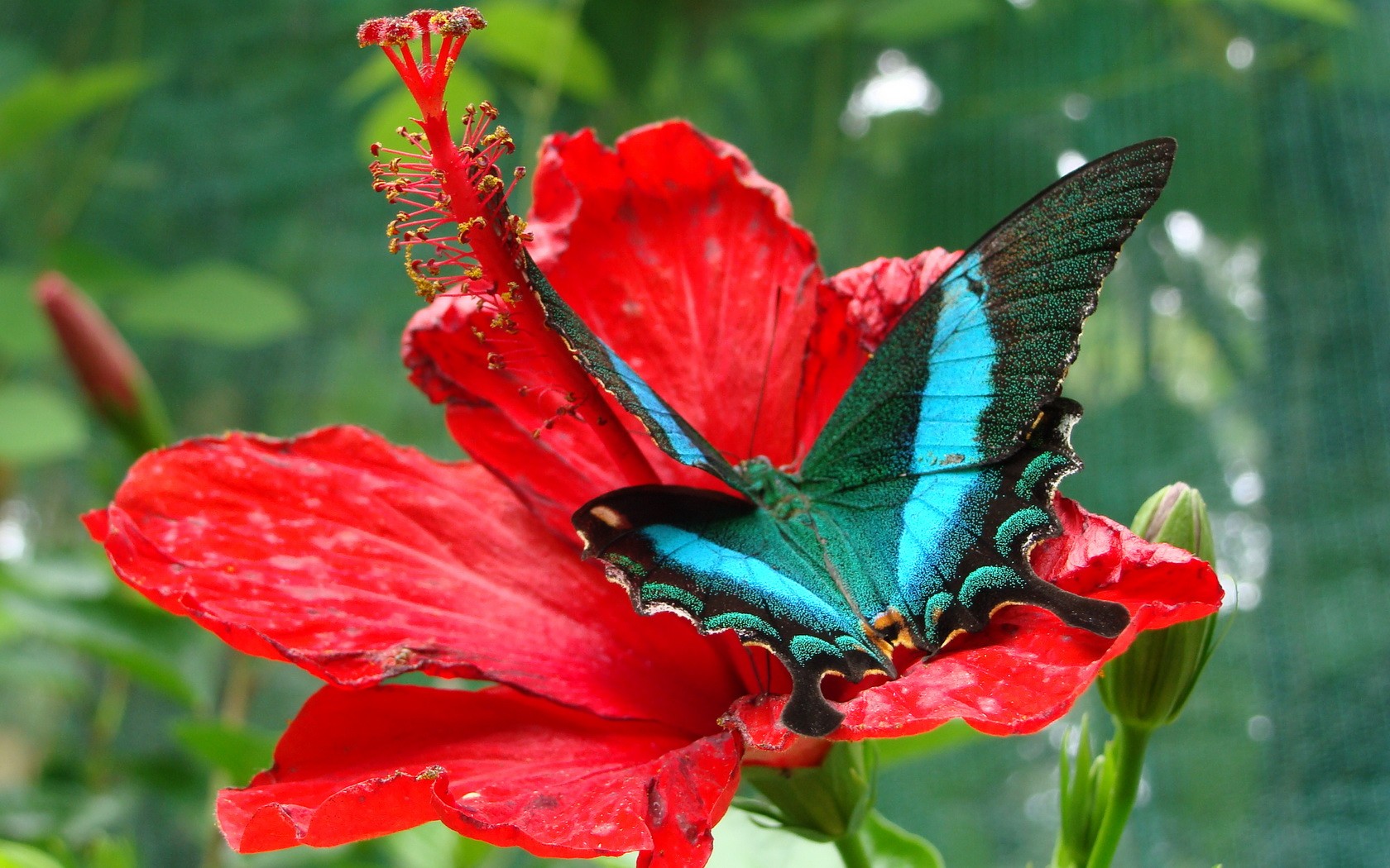 Free download wallpaper Flower, Butterfly, Animal, Hibiscus, Red Flower on your PC desktop