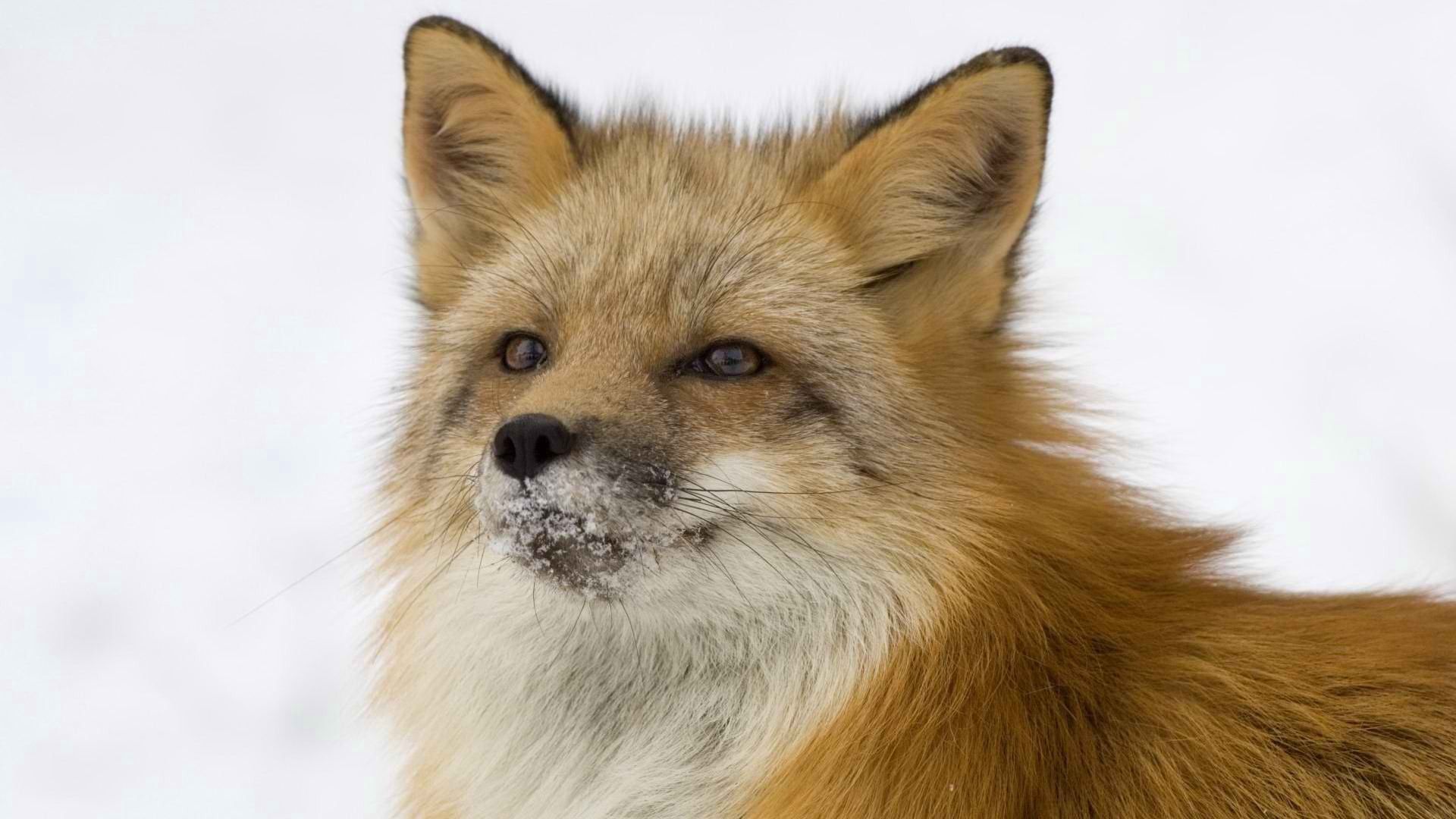 Free download wallpaper Animals, Fluffy, Muzzle, Snow, Fox on your PC desktop