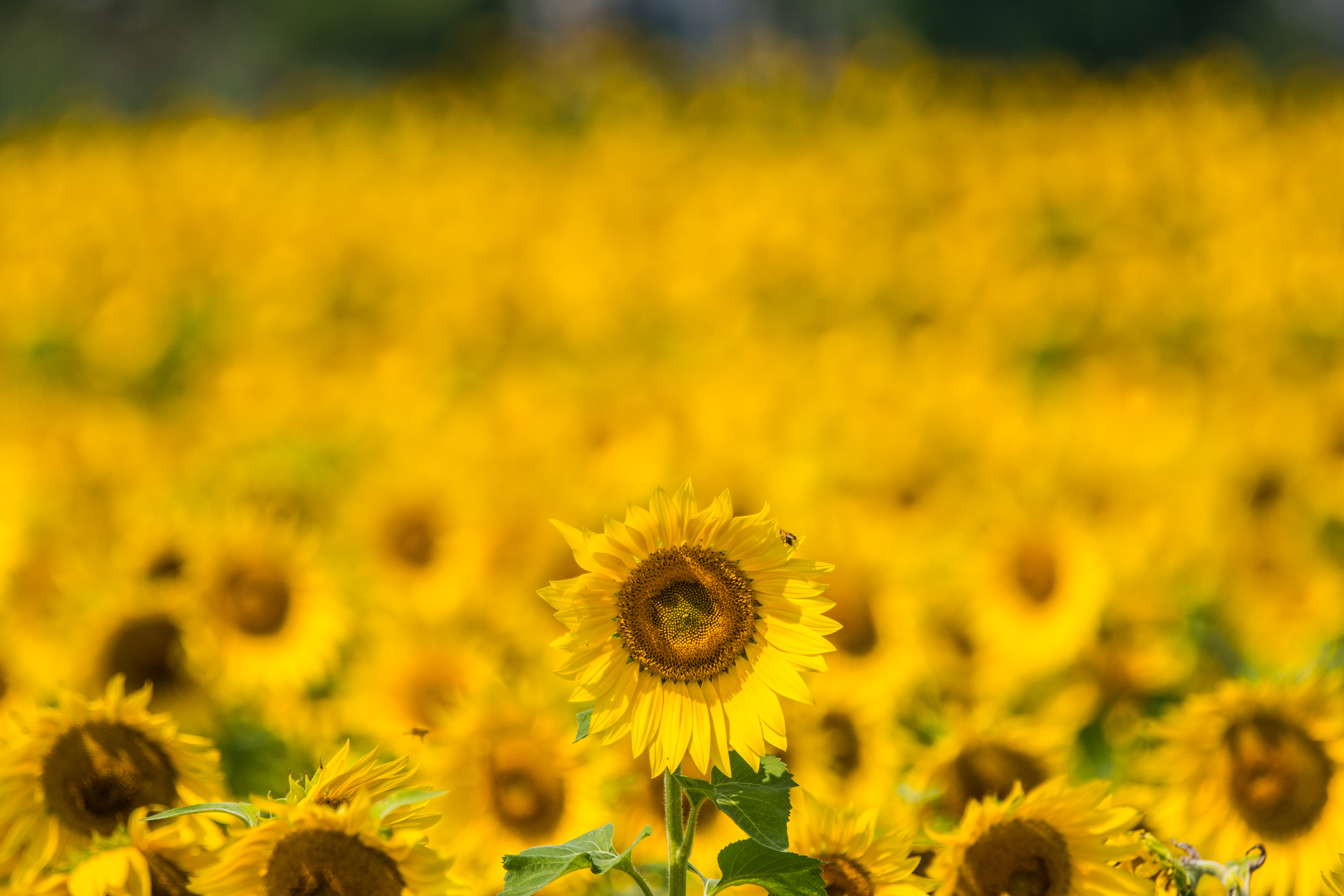 Download mobile wallpaper Flowers, Smooth, Sunflower, Summer, Blur for free.