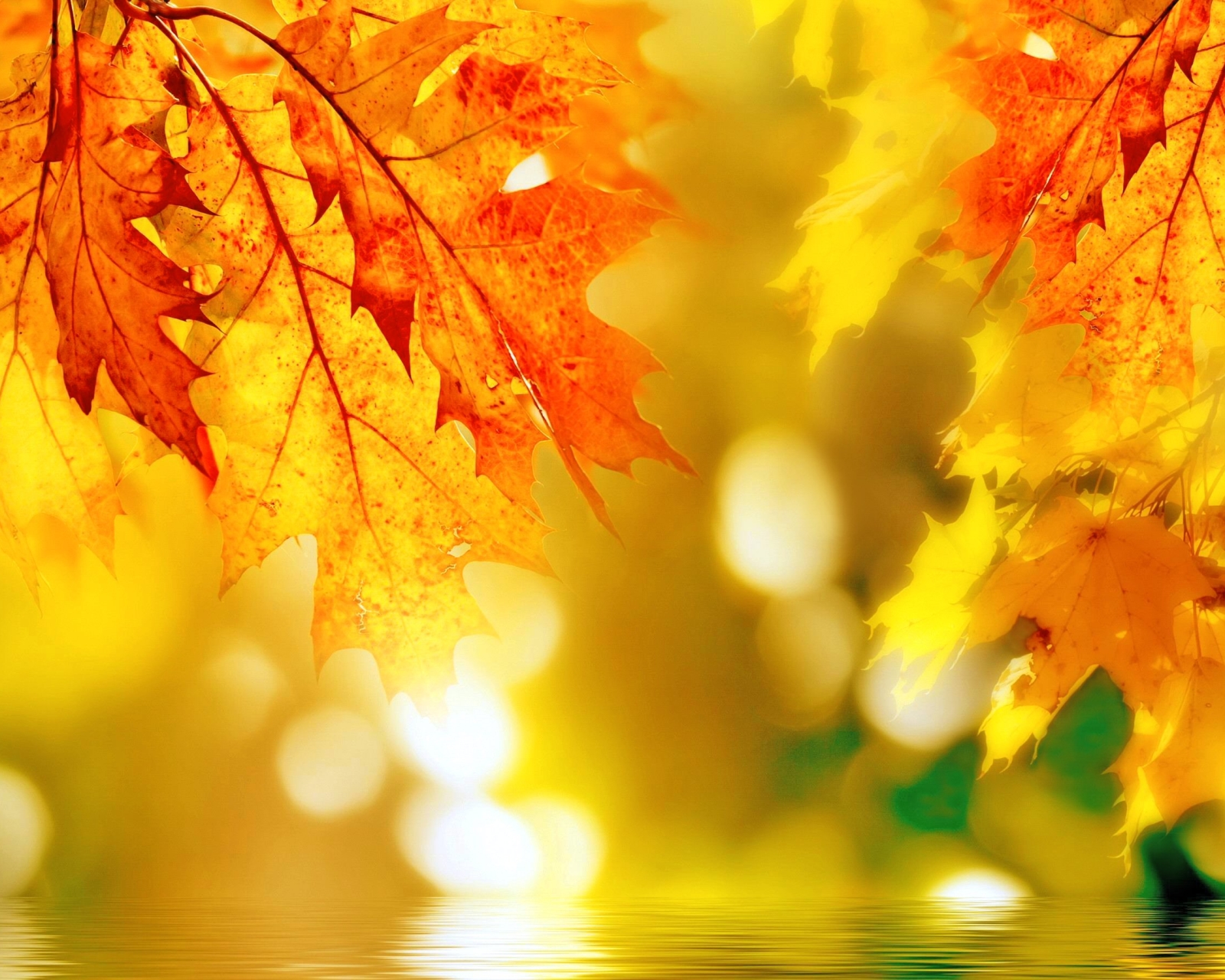 Laden Sie das Natur, Herbst, Blatt, Bokeh, Erde/natur-Bild kostenlos auf Ihren PC-Desktop herunter