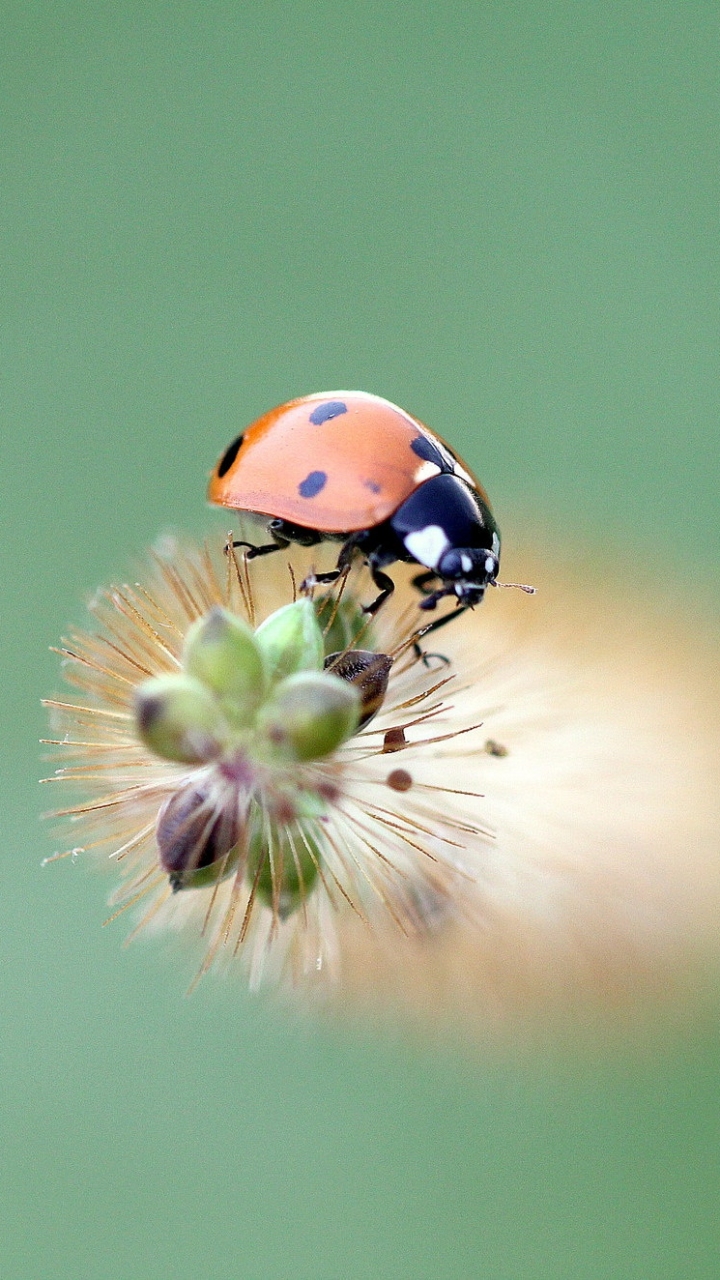 Download mobile wallpaper Plant, Macro, Blur, Insect, Animal, Ladybug for free.