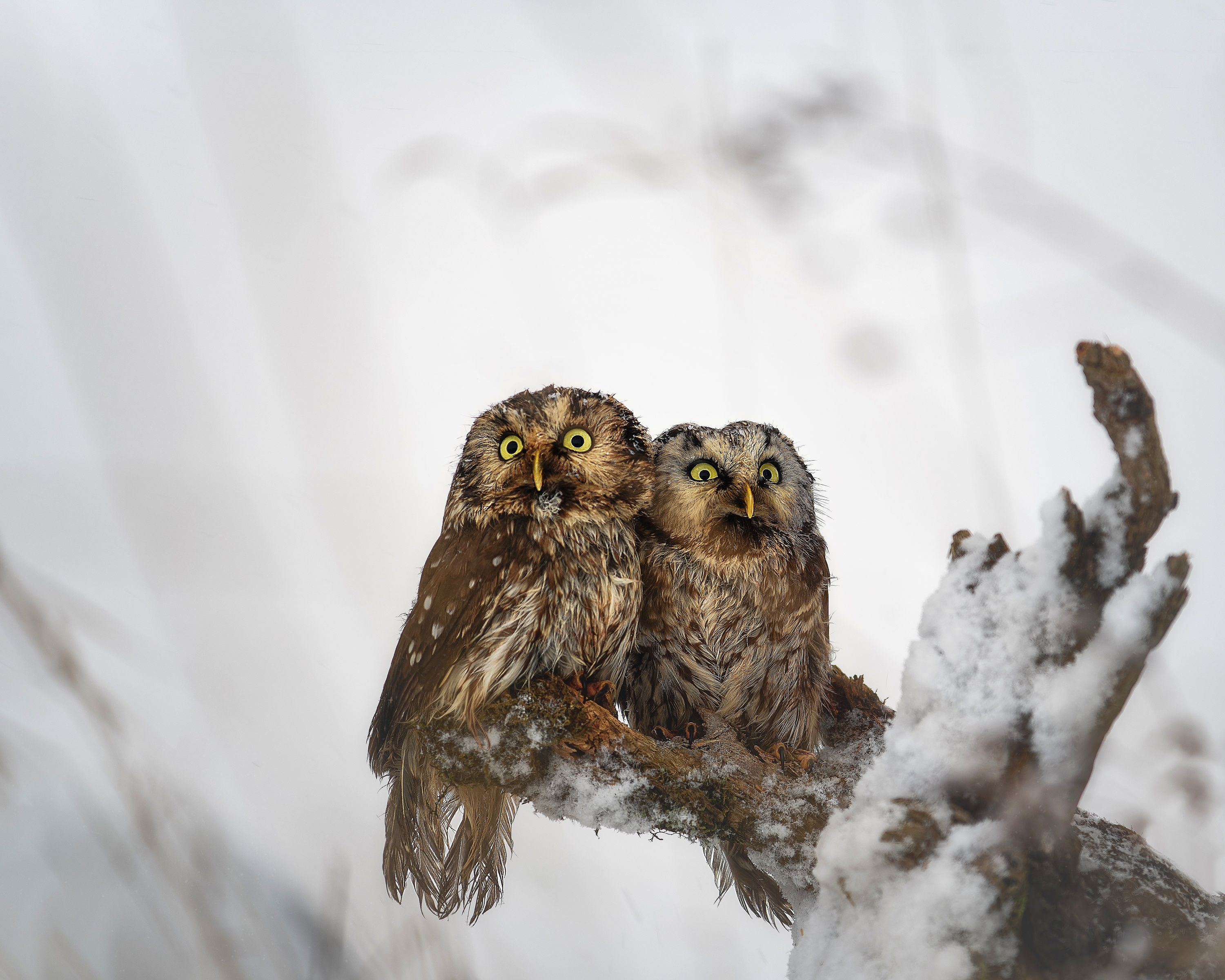 Free download wallpaper Winter, Birds, Owl, Bird, Animal on your PC desktop