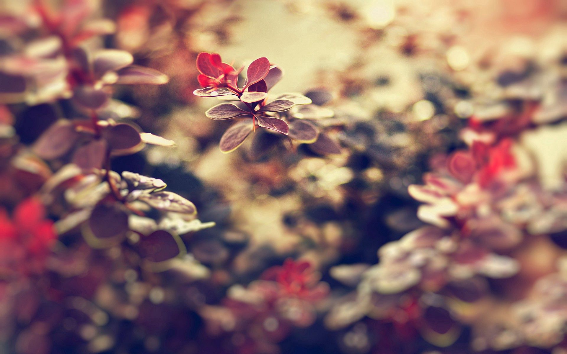 Download mobile wallpaper Macro, Smooth, Grass, Leaves, Plant, Blur, Background for free.