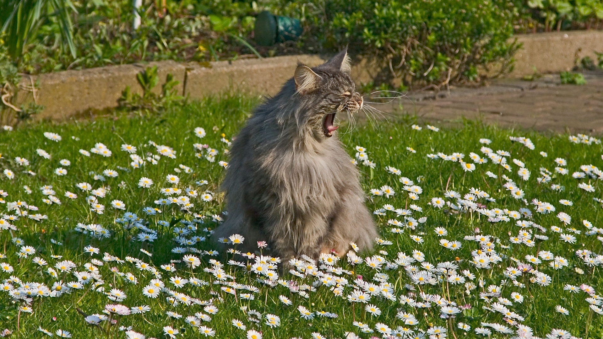 Handy-Wallpaper Tiere, Katze kostenlos herunterladen.