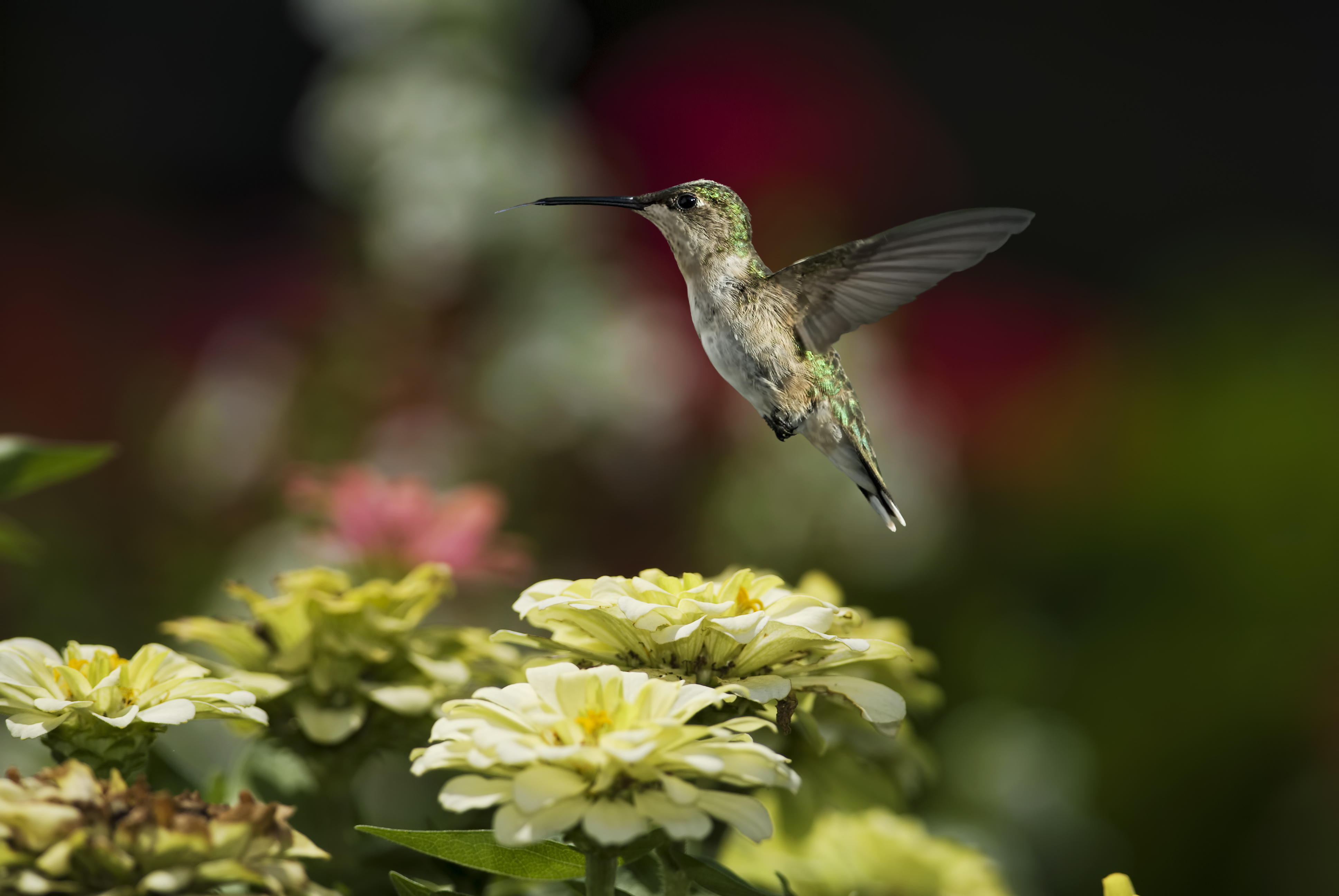 Download mobile wallpaper Hummingbird, Flying, Bird, Birds, Flower, Animal for free.