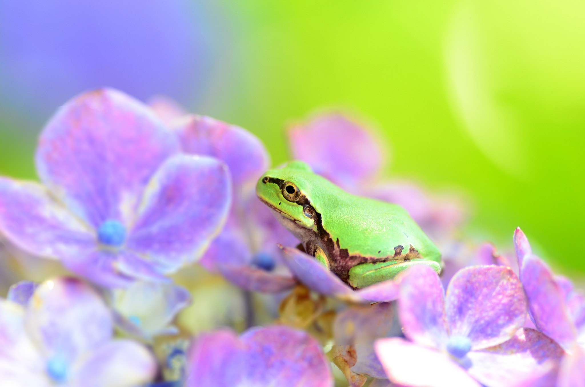 Download mobile wallpaper Frogs, Flower, Macro, Animal, Frog, Amphibian for free.