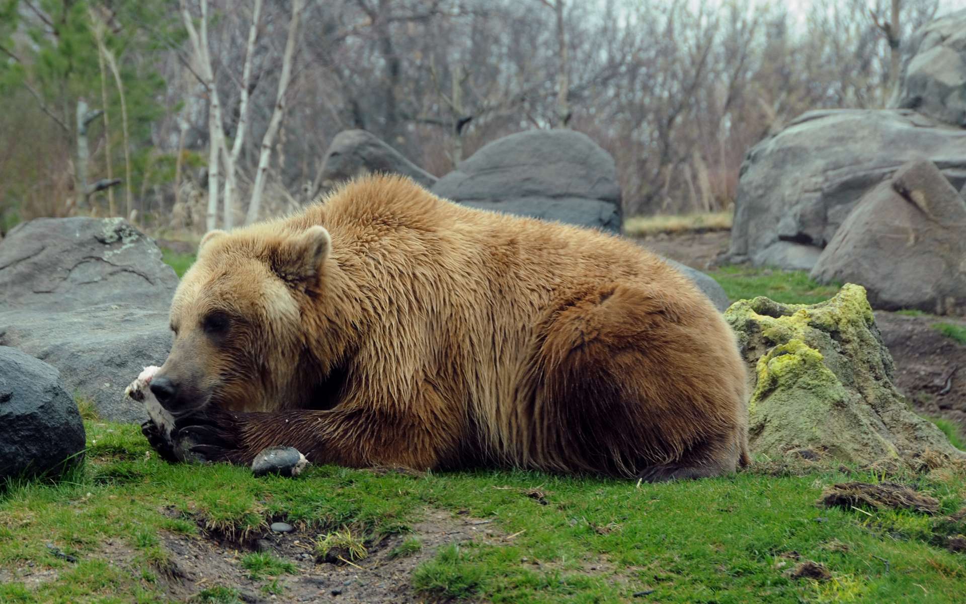 Download mobile wallpaper Eastern Brown Bear, Bears, Animal for free.