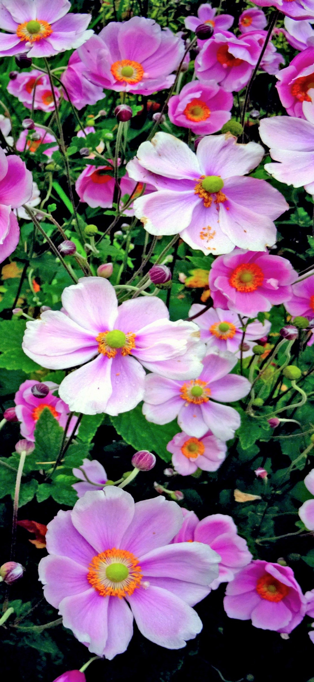 Descarga gratuita de fondo de pantalla para móvil de Flores, Flor, Flor Rosa, Tierra/naturaleza.