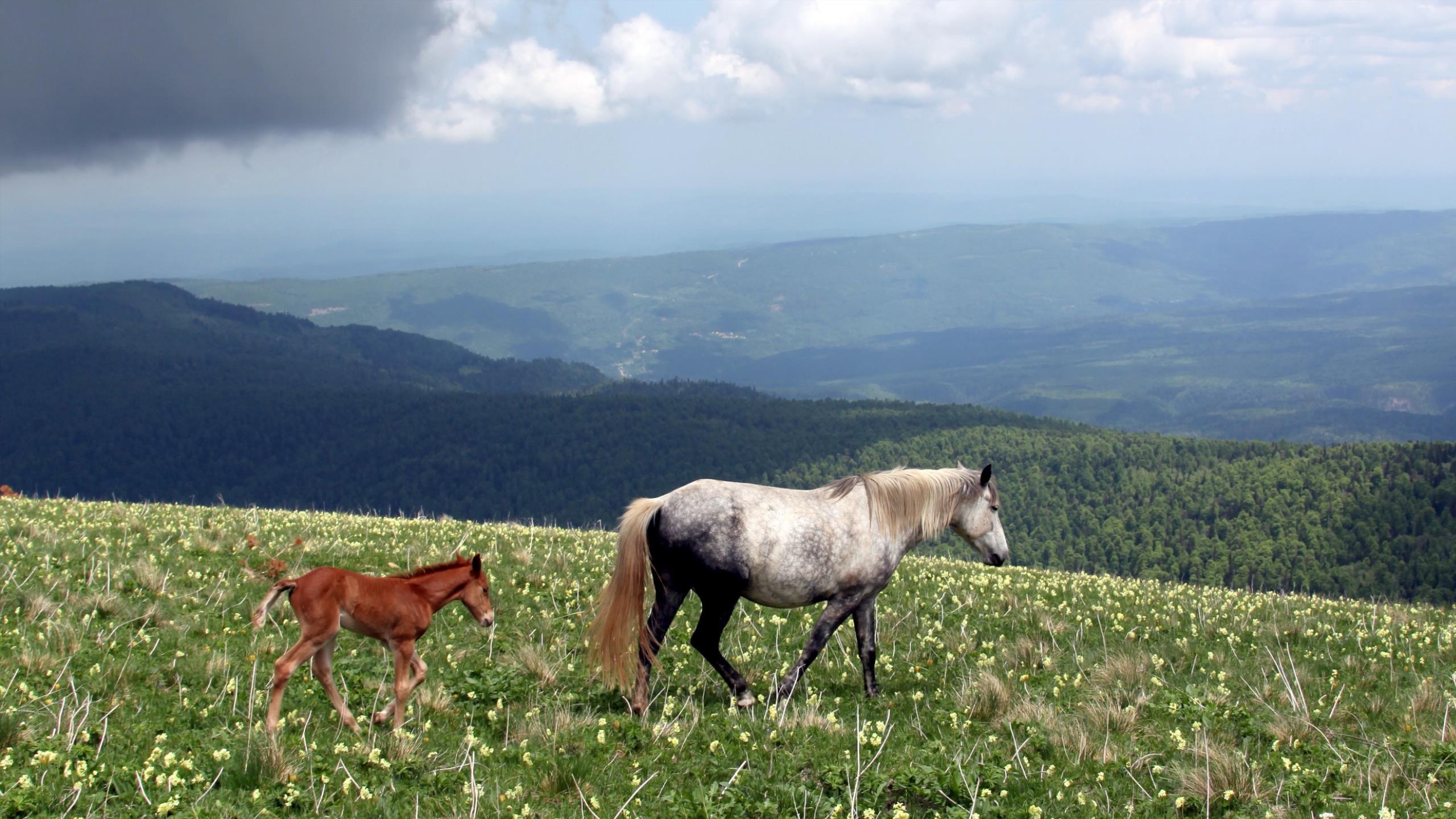 Téléchargez des papiers peints mobile Animaux, Cheval gratuitement.