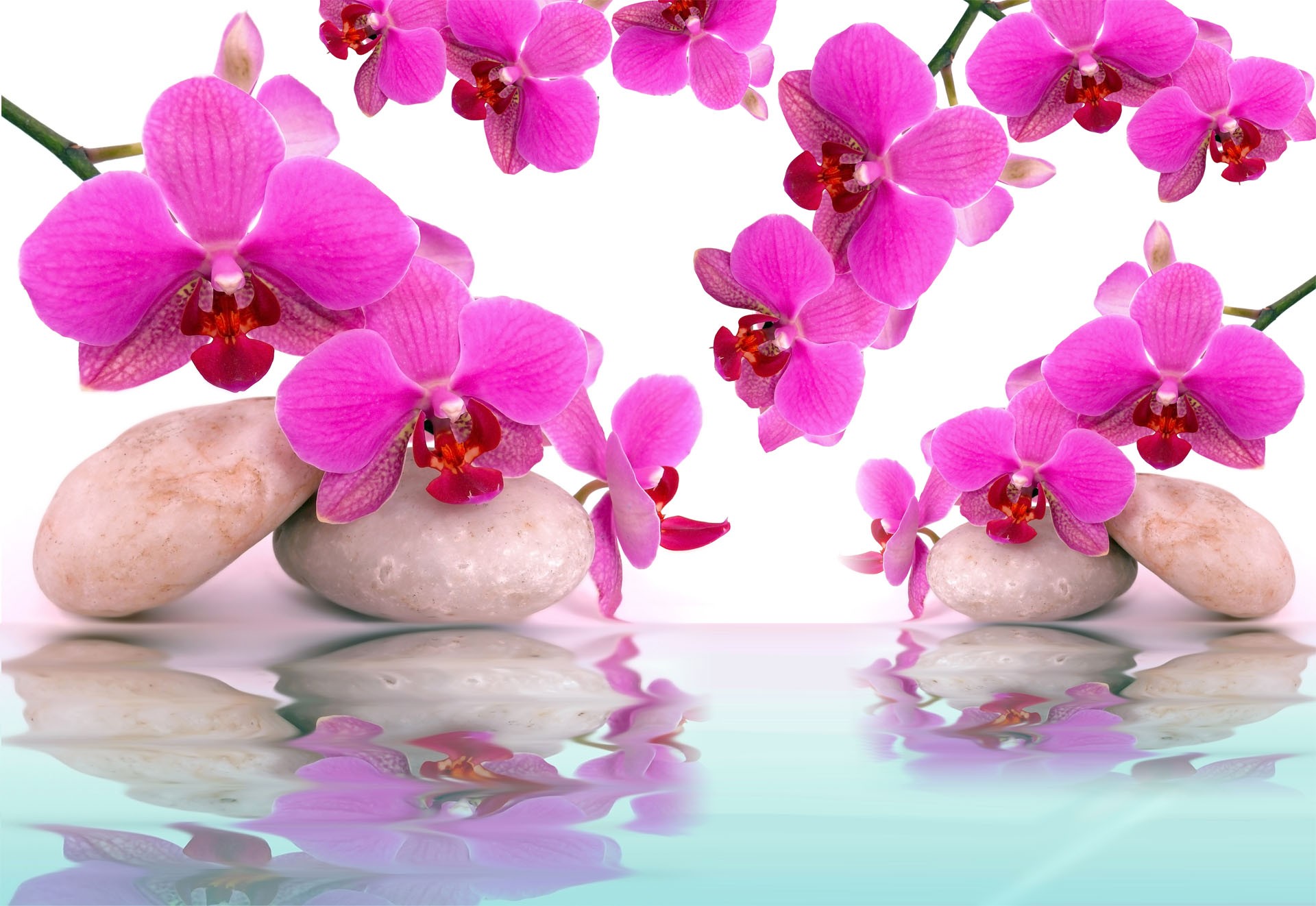 Free download wallpaper Flowers, Reflection, Flower, Earth, Stone, Orchid, Pink Flower on your PC desktop