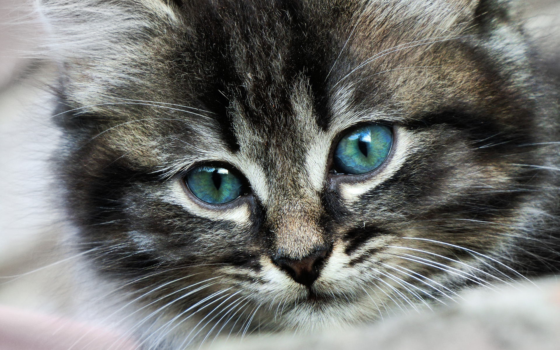 Free download wallpaper Cats, Cat, Kitten, Animal, Cute, Eye on your PC desktop
