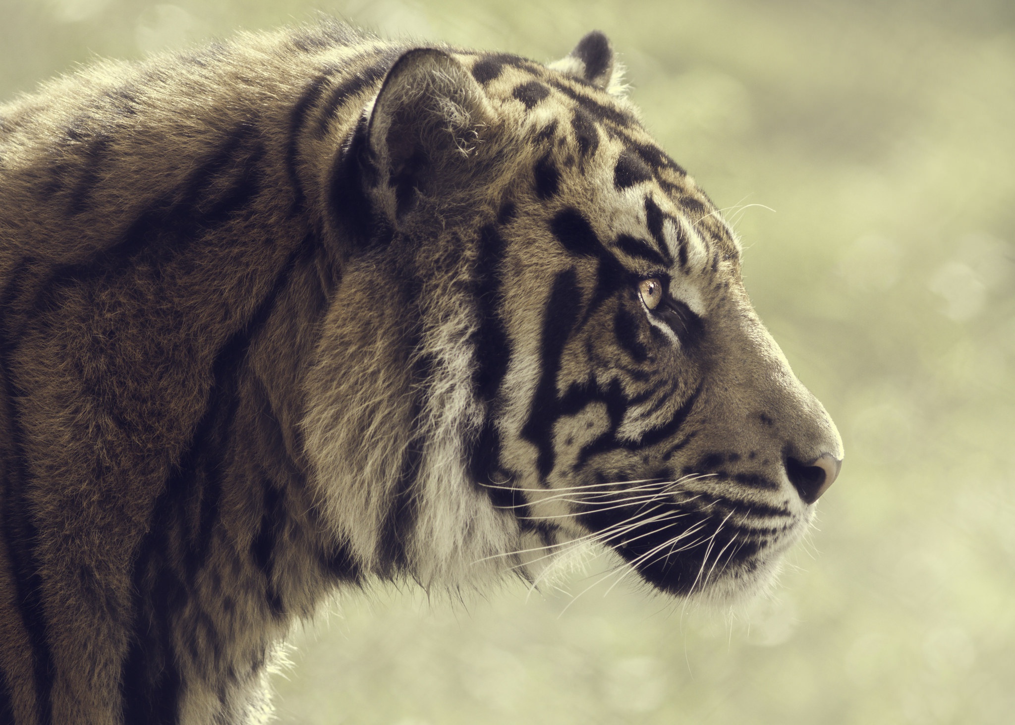 Baixar papel de parede para celular de Animais, Gatos, Tigre gratuito.