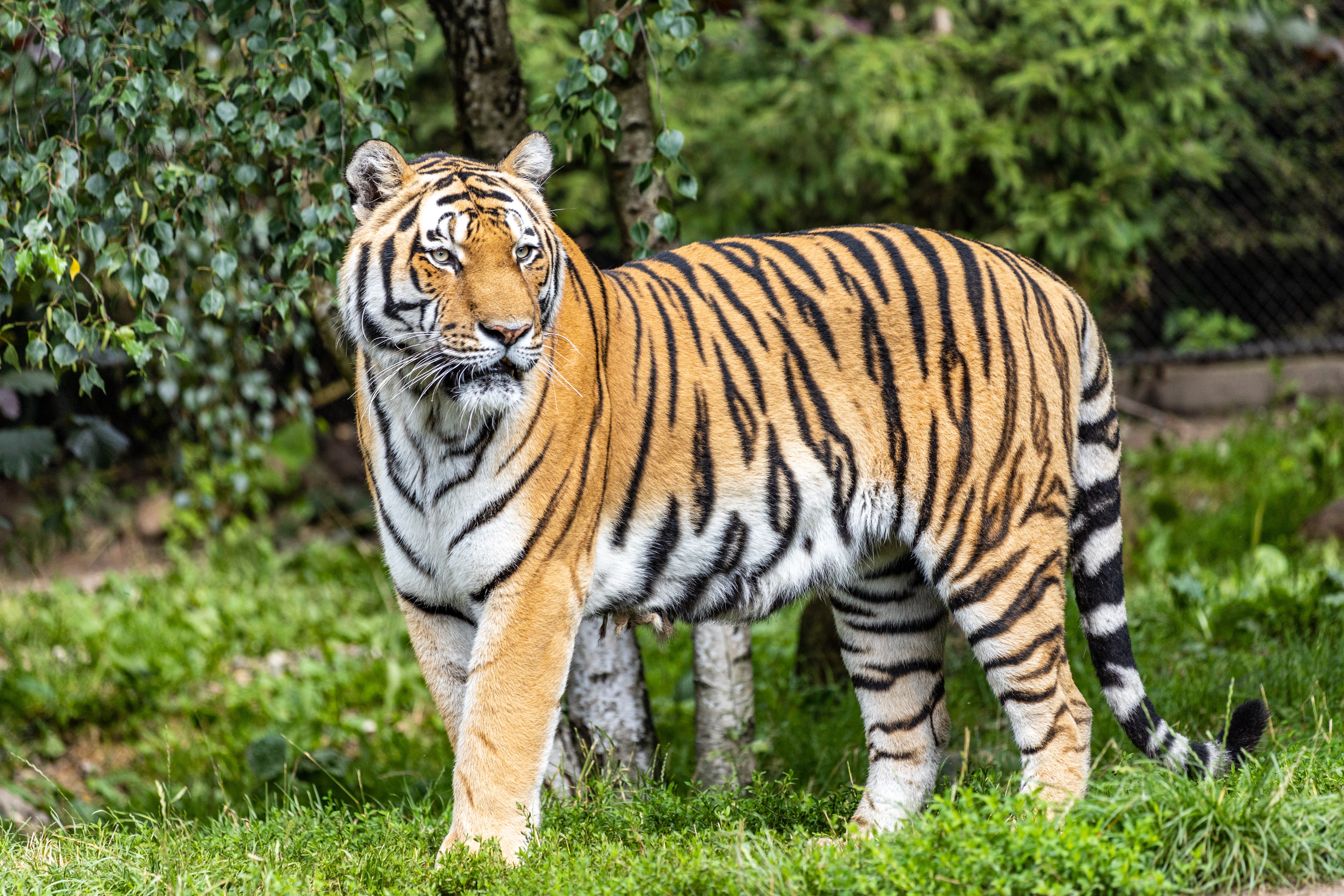 137054 baixar imagens tigre, gato grande, animais, predator, predador, visão, opinião, listras, estrias - papéis de parede e protetores de tela gratuitamente