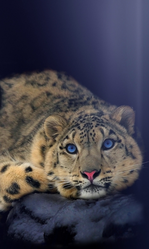 Download mobile wallpaper Cats, Snow Leopard, Animal for free.