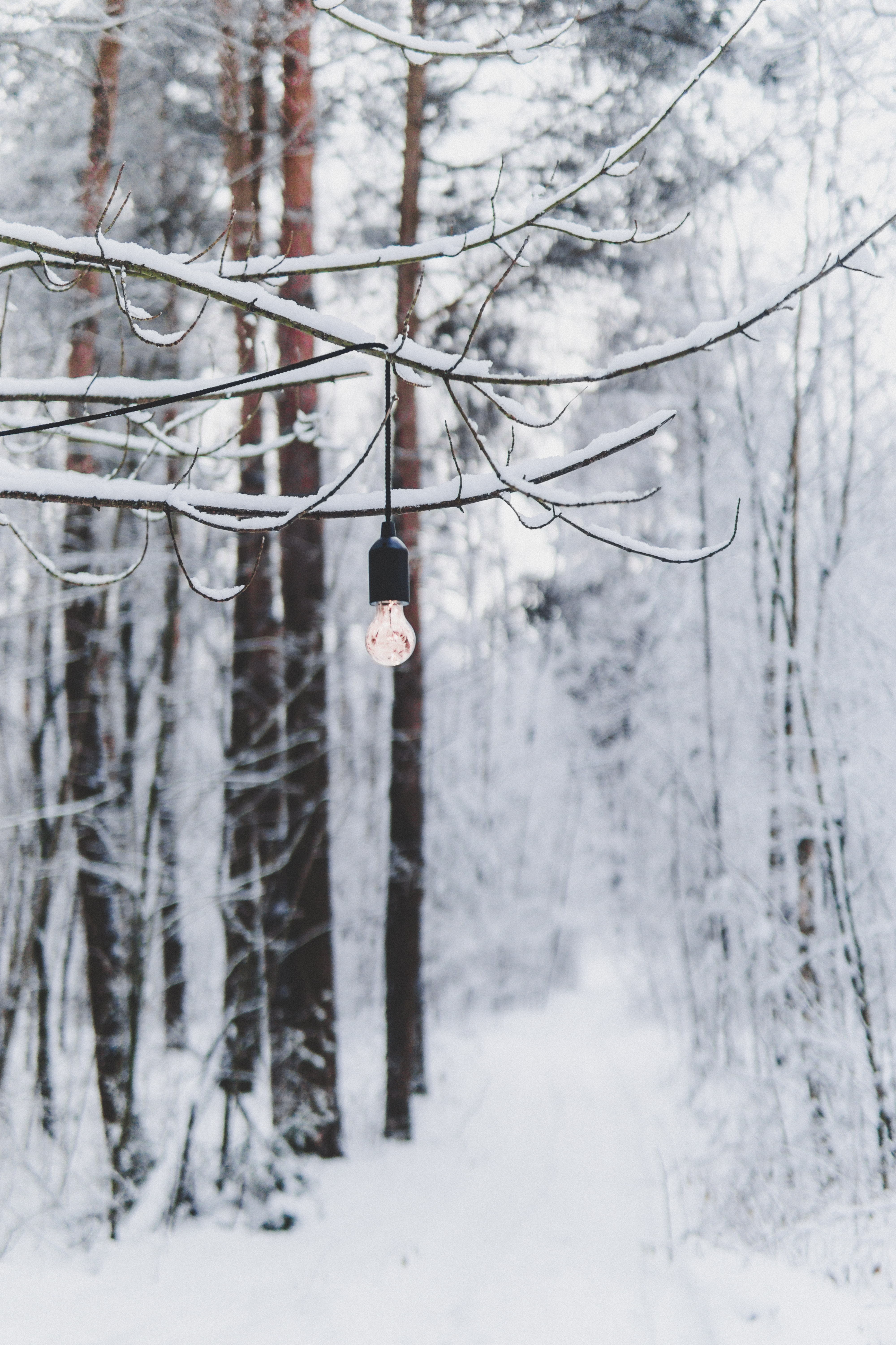 Завантажити шпалери безкоштовно Зима, Сніг, Різне, Ліс, Гілка, Лампочка, Лампочки картинка на робочий стіл ПК