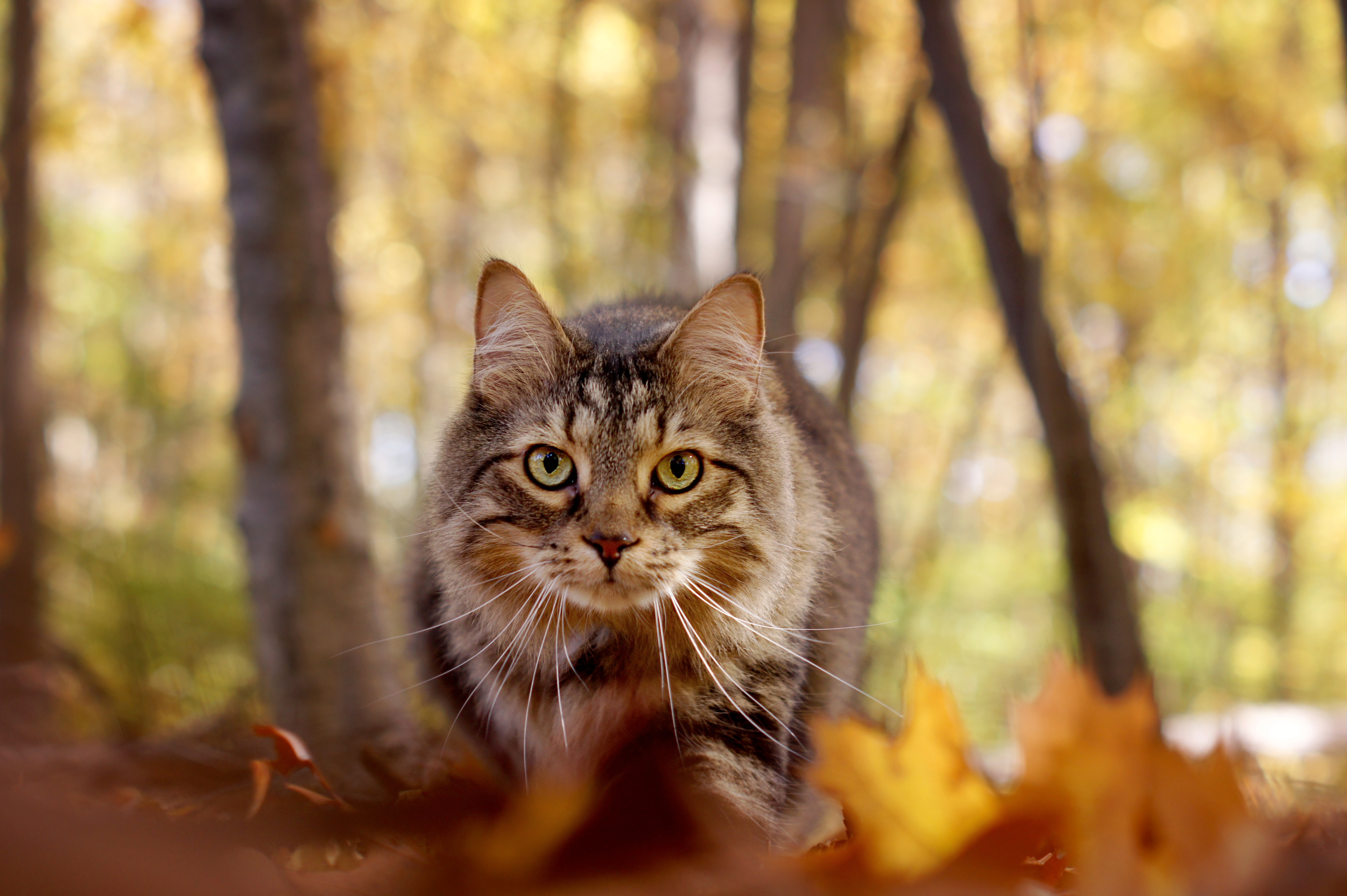 Free download wallpaper Cats, Cat, Animal, Stare, Depth Of Field on your PC desktop