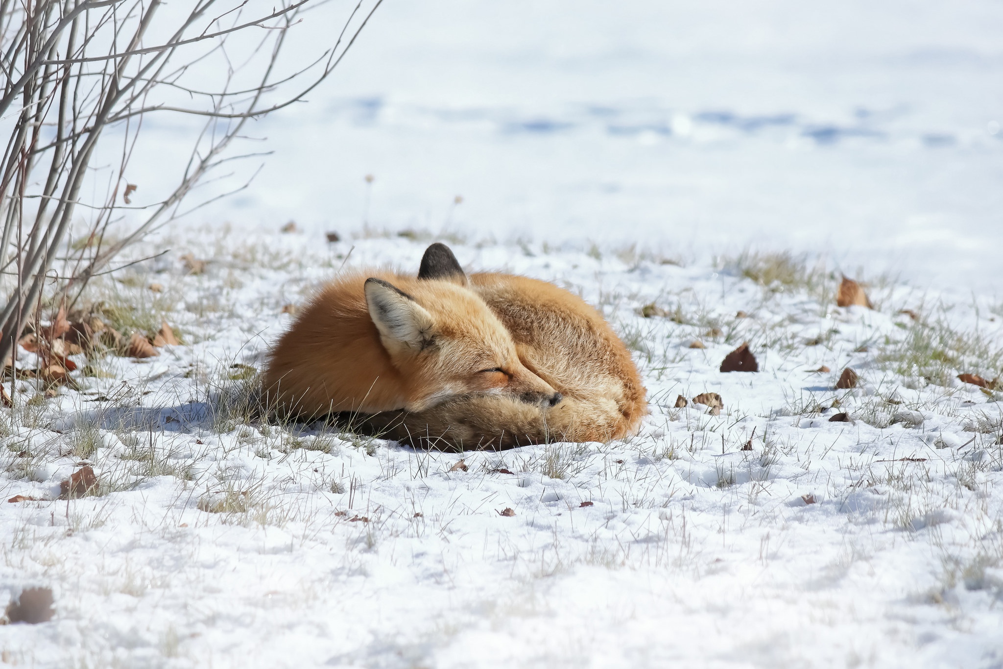 Download mobile wallpaper Winter, Fox, Animal, Sleeping for free.