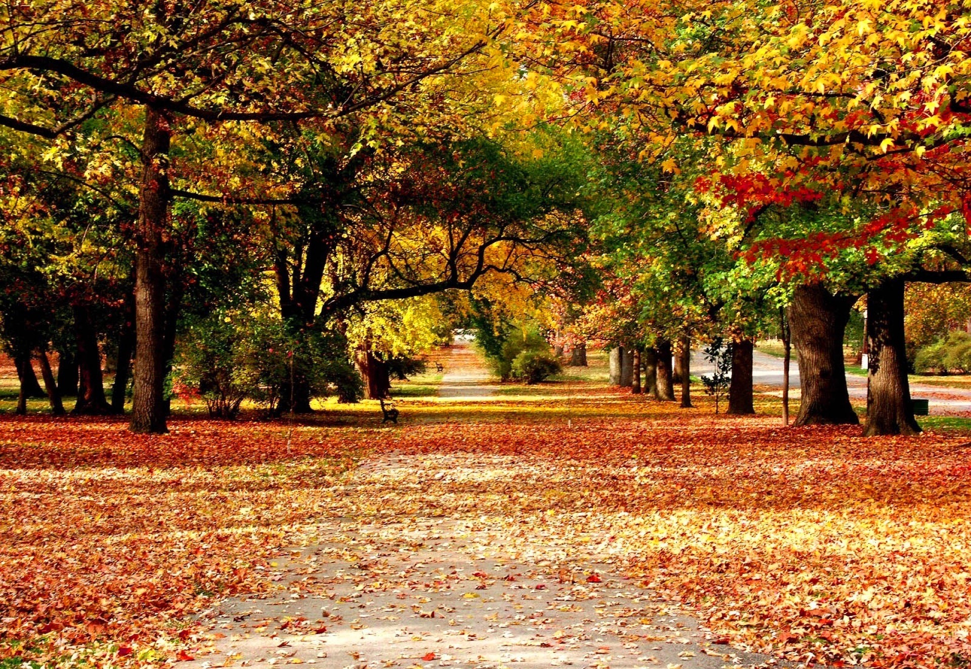 season, earth, fall, leaf, nature
