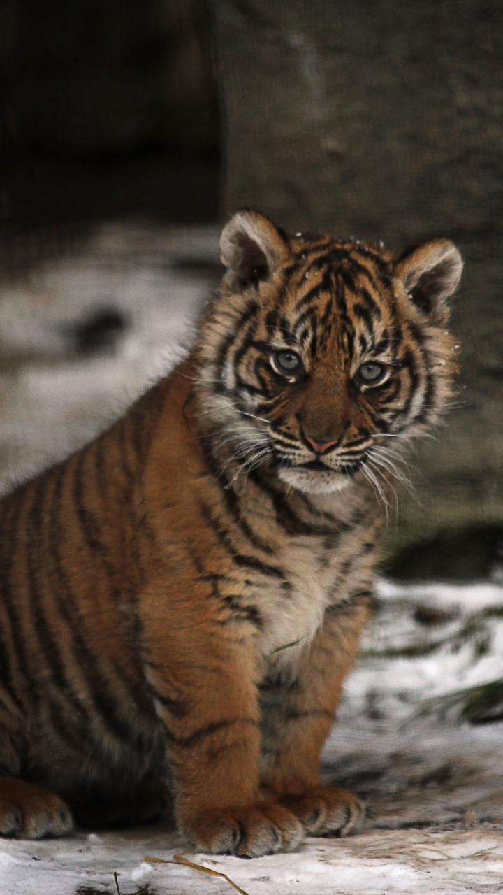 Descarga gratuita de fondo de pantalla para móvil de Animales, Gatos, Tigre.