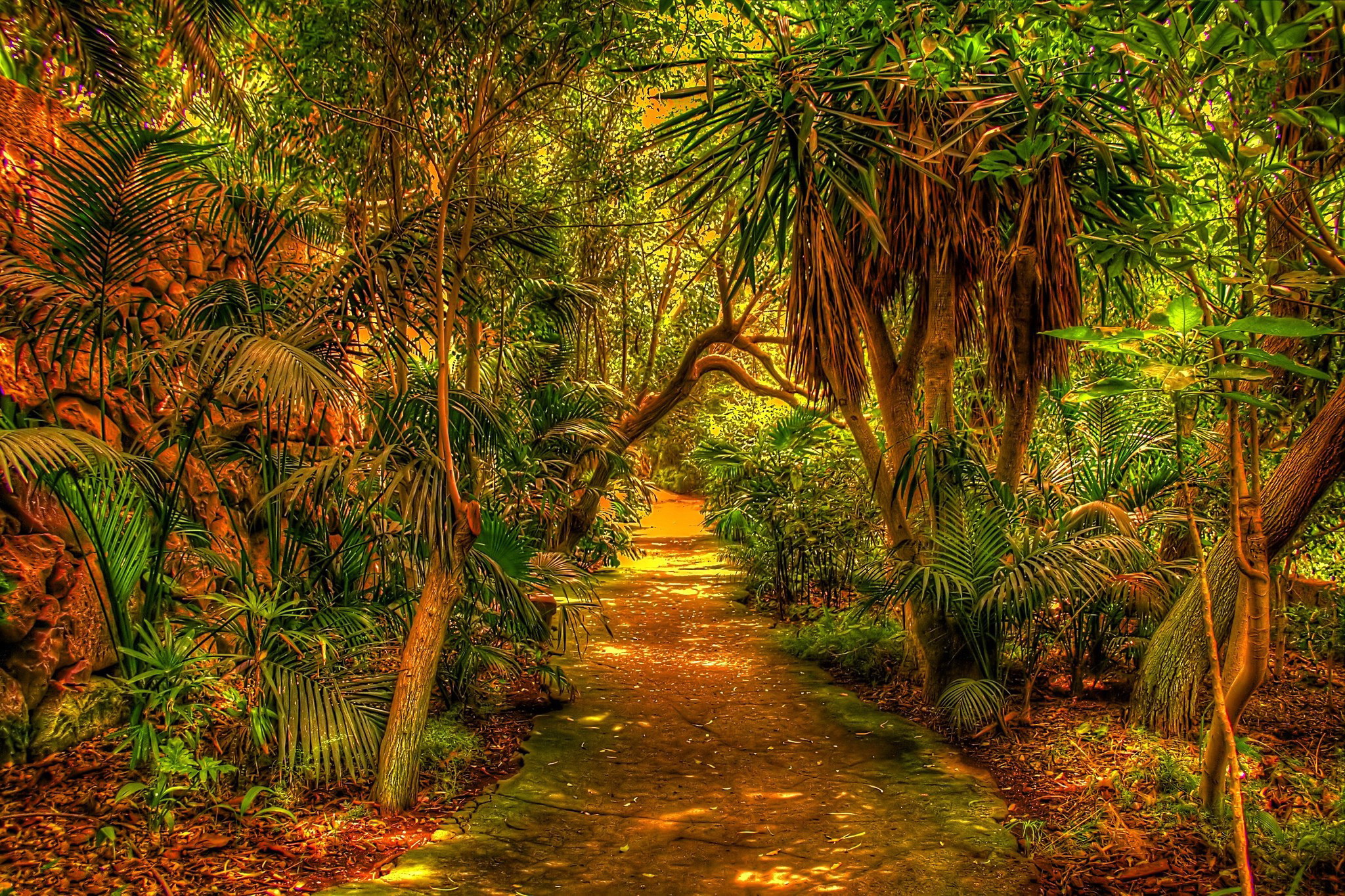 Скачать картинку Пальмы, Дорога, Лес, Зеленый, Листва, Тропический, Земля/природа в телефон бесплатно.