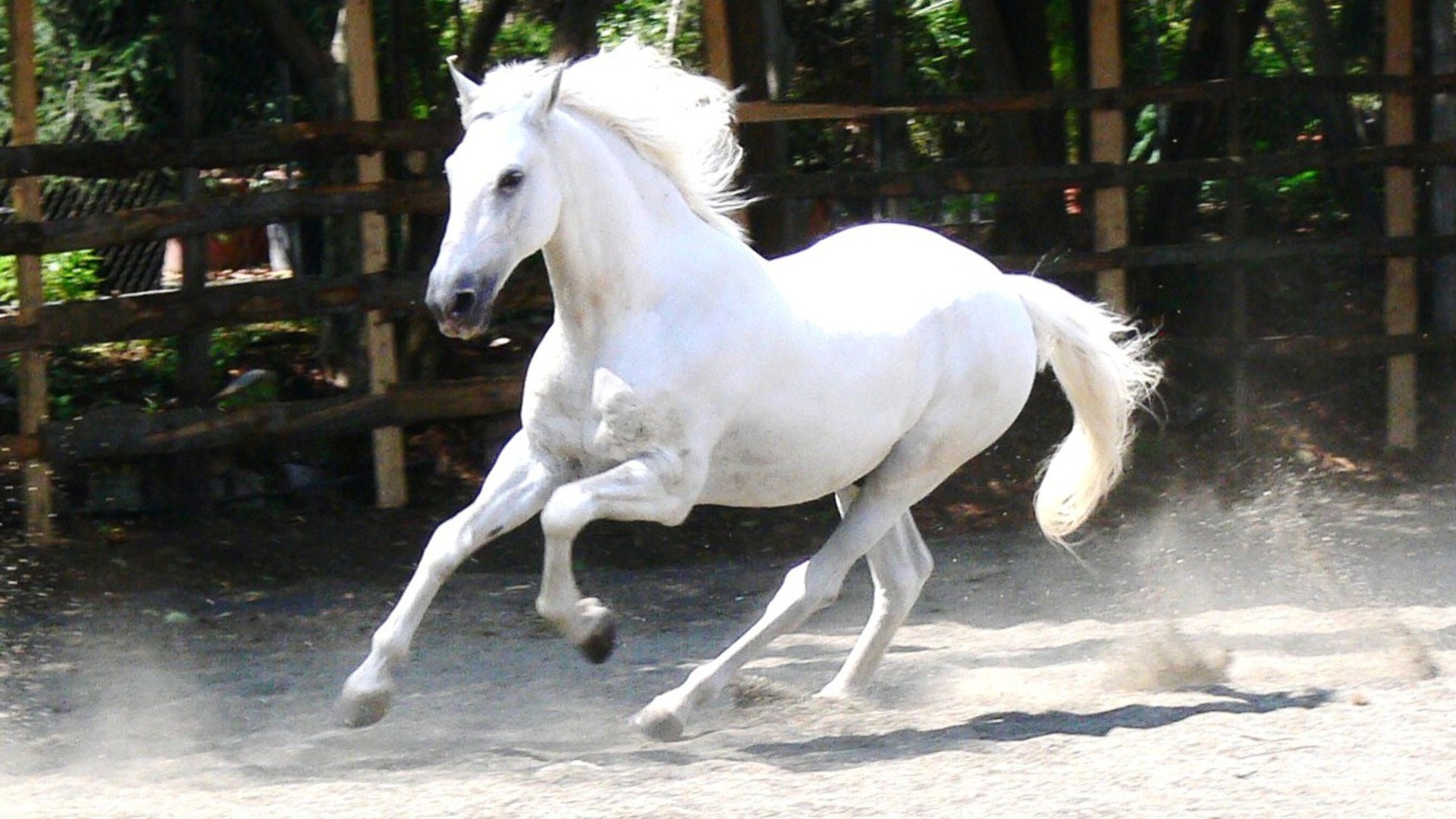 Baixar papel de parede para celular de Animais, Cavalo gratuito.