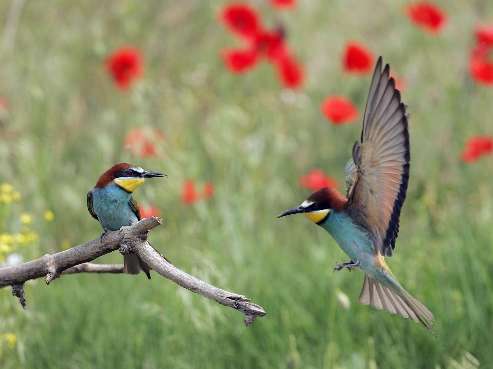 PCデスクトップに鳥, 動物画像を無料でダウンロード