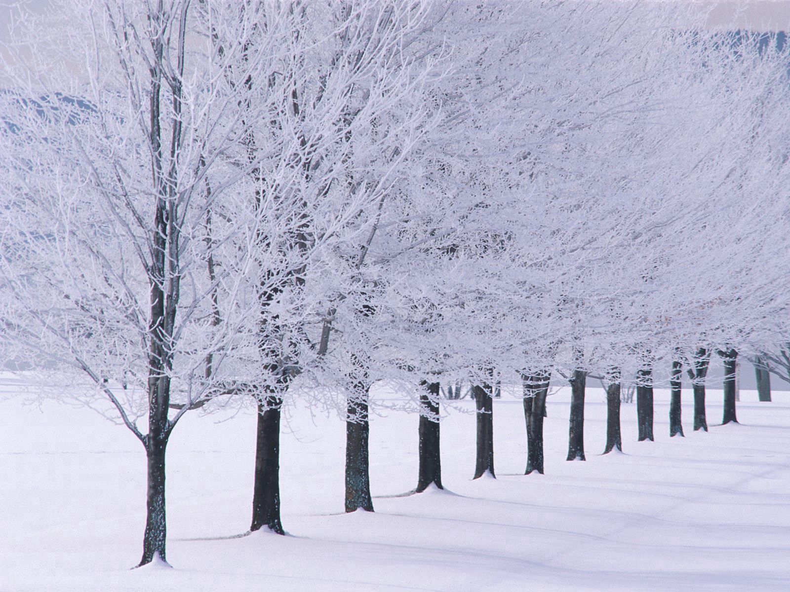 149256壁紙のダウンロード冬, 自然, 木, 霜, 行, 漕ぐ-スクリーンセーバーと写真を無料で